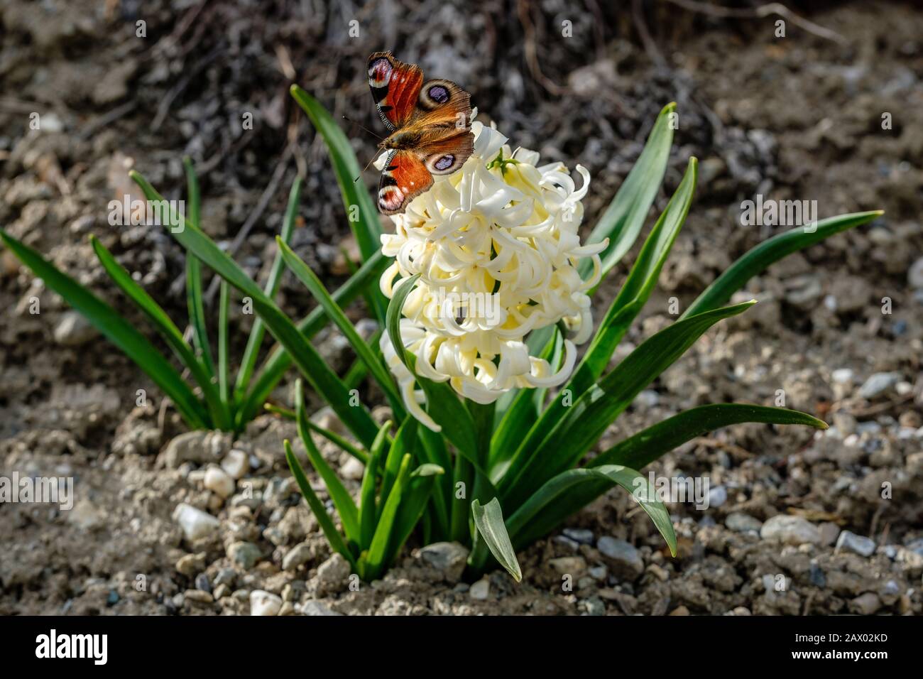 Beau papillon assis sur une fleur blanche Banque D'Images