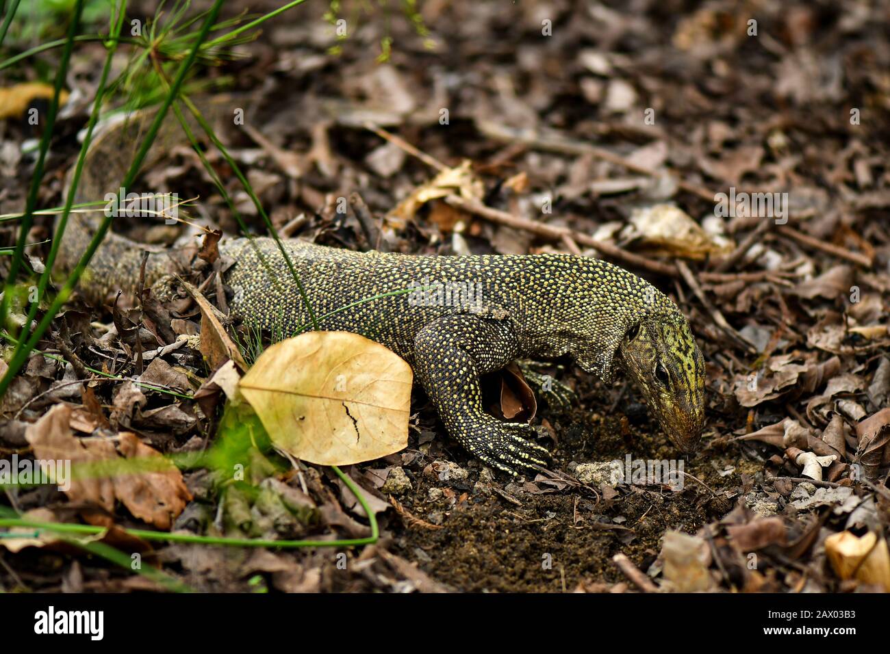 Un lézard asiatique à pois jaune permet de surveiller la nourriture Banque D'Images