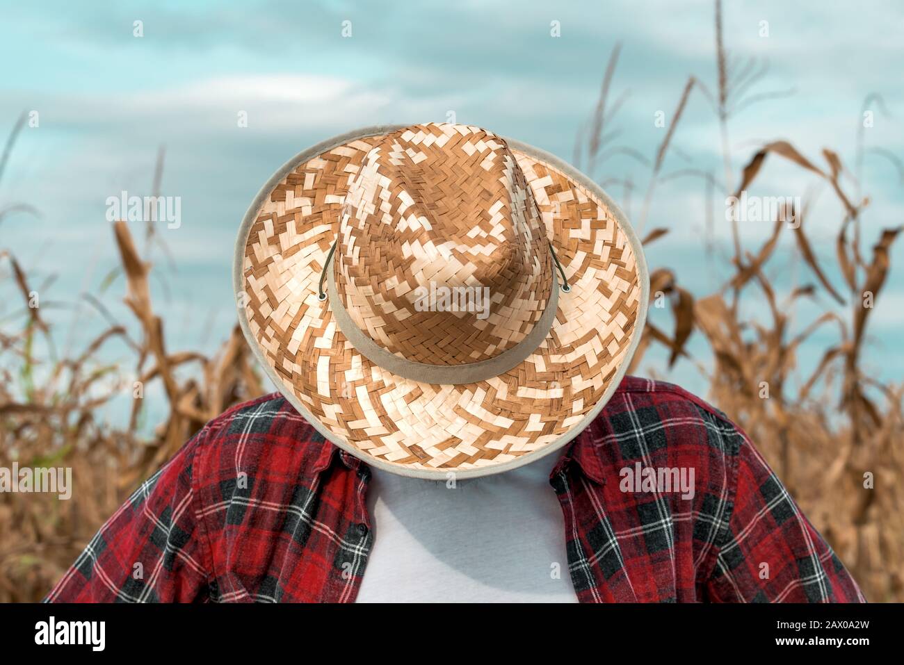 J'ai déçu le cultivateur de maïs avec sa tête dans le champ de maïs, près de l'agronome masculin portant un chapeau de paille Banque D'Images