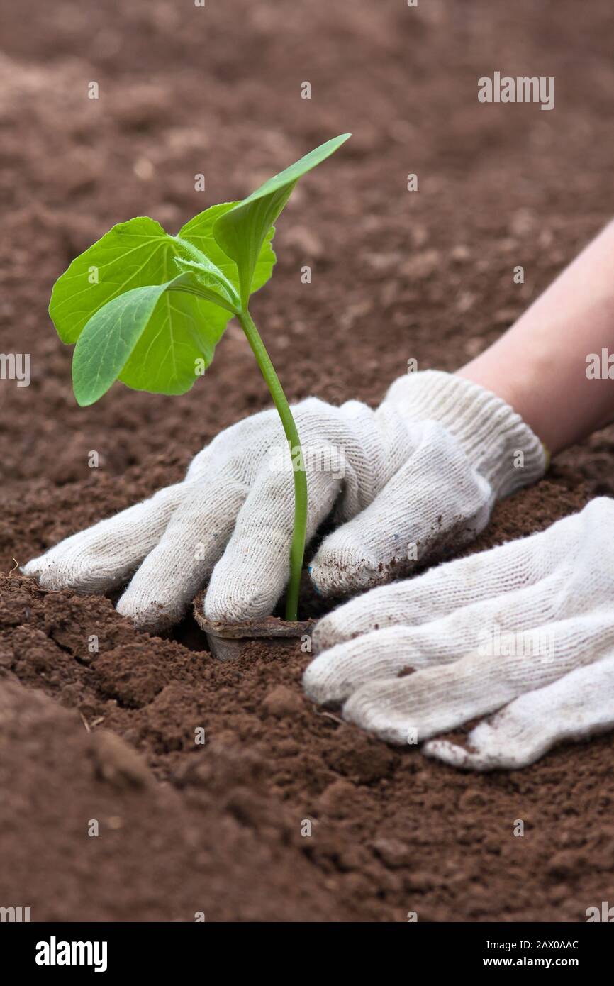 les mains gantées plantent des semis de citrouille Banque D'Images