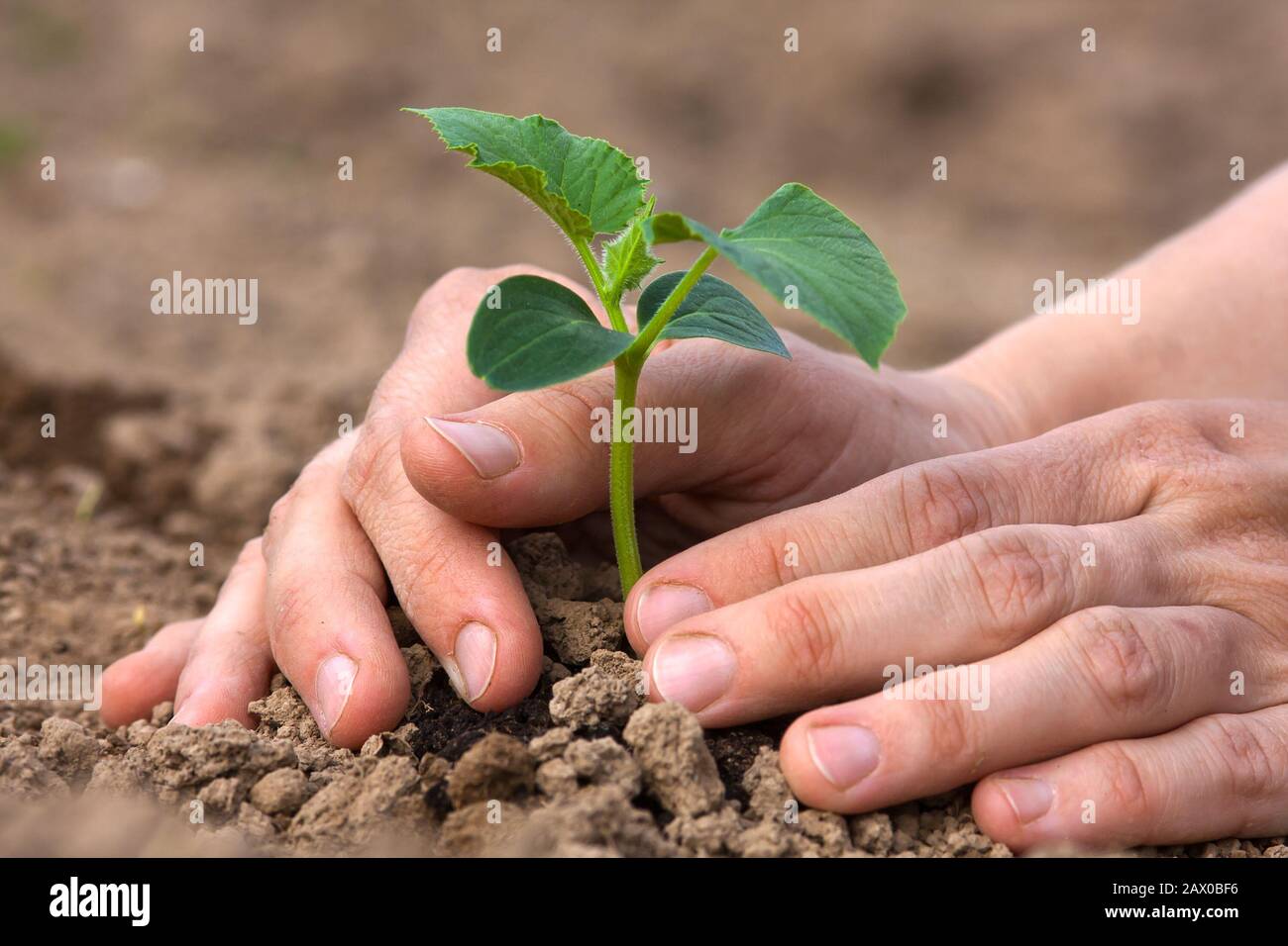 les mains des femmes plantent des semis de concombre Banque D'Images