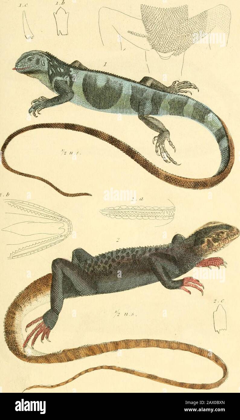 Le royaume animal, organisé selon son organisation, servant de base à l'histoire naturelle des animaux : et une introduction à l'anatomie comparée . I A-; .1111;. .1,, k.&lt;,iii-ii^i.--. T/i,- Piirliilni i in Hir rollclioii oftl,- Frrnrh .Vii.-riitn . 2 . T.fintyi,ii,ll,,hs. Ill, -lii/i,/ /.,n/,/ii .. C., s iilliiro.-n ?: Ill.- tlry/.J .1,1,1111,1 . I.MI.lon. I:.ll,ll,l,-RS„n. JLIU lUilIn ^in I 111 JSnadcrm Reptaia.Tl.LS. L.rn;..livln|.}iiis fn.^ri.iti,.-- ./le J}ni&gt;,lf,f .lifiui I 2. Isnnrns l,/,„i.i/l-hiii !•-liin ihiiuij in lli,- .-.•ll.-rlnoi ,,llh,- firnr/ Banque D'Images