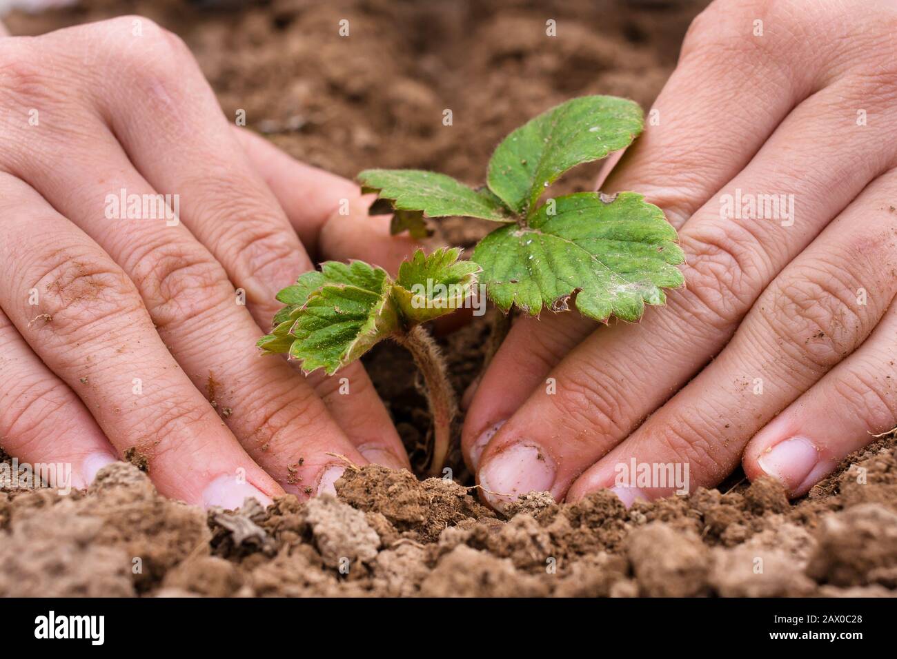 les mains des femmes plantent des semis de fraises Banque D'Images