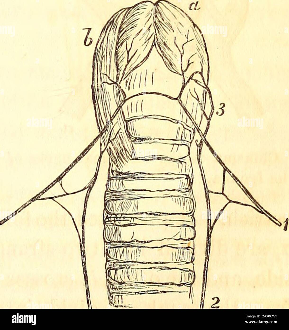 La revue américaine des sciences médicales . moi quelque peu séparé et étendu. Le nombre de fibres dans les faisceaux directs et à décanter est à peu près le même, donc l'influence de chaque nerf sur les muscles de l'op-posite est, sans aucun doute, égale à celle du même côté avec lui-même. Dans le Python.—Comme le larynx sur lequel cette dissection a été faite avait été coupé loin des parties environnantes, les connexions du laryngeal avec les autres nerfs n'ont pas été tracées. La récurrente. Fig. LY., 2, et le laryngé supérieur, 1, forment un petit plexus par un échange de fibres avant t Banque D'Images