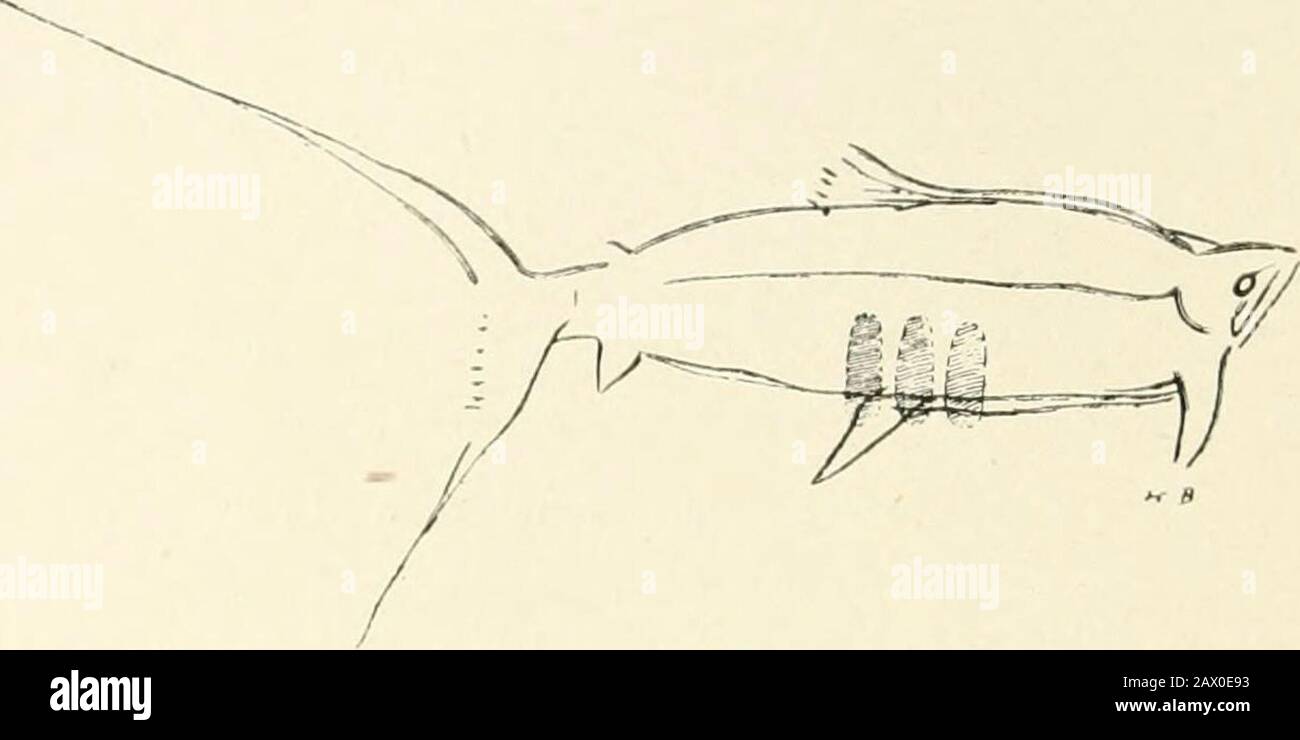 Une introduction à l'étude de l'art préhistorique . iob 8 ART PRÉHISTORIQUE 143). A l'exception des gravures, supposées être de truite, sur le sol de Niaux, c'est la seule représentation d'un poisson encore découvert sur le mur d'une grotte. Fig. 143.—Pindal. Gravure murale d'un poisson marin. Longueur, 0*43 mètres. (De La Part De L'Unité Reg Cantab.) Niaux est également rappelé ici par la présence de clubforled or Claviform dessins en rouge (Fig. 144). B/ Pendo.—Cette grotte, située à quelques miles au sud de Santander, est remarquable pour une gravure d'un oiseau (Fig. 145), Banque D'Images