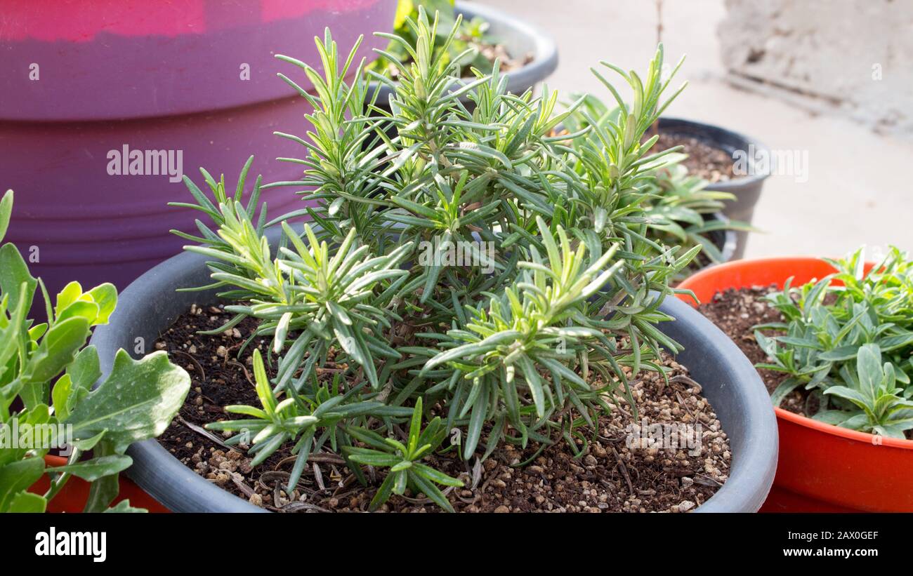 Le romarin plante dans un pot Banque D'Images