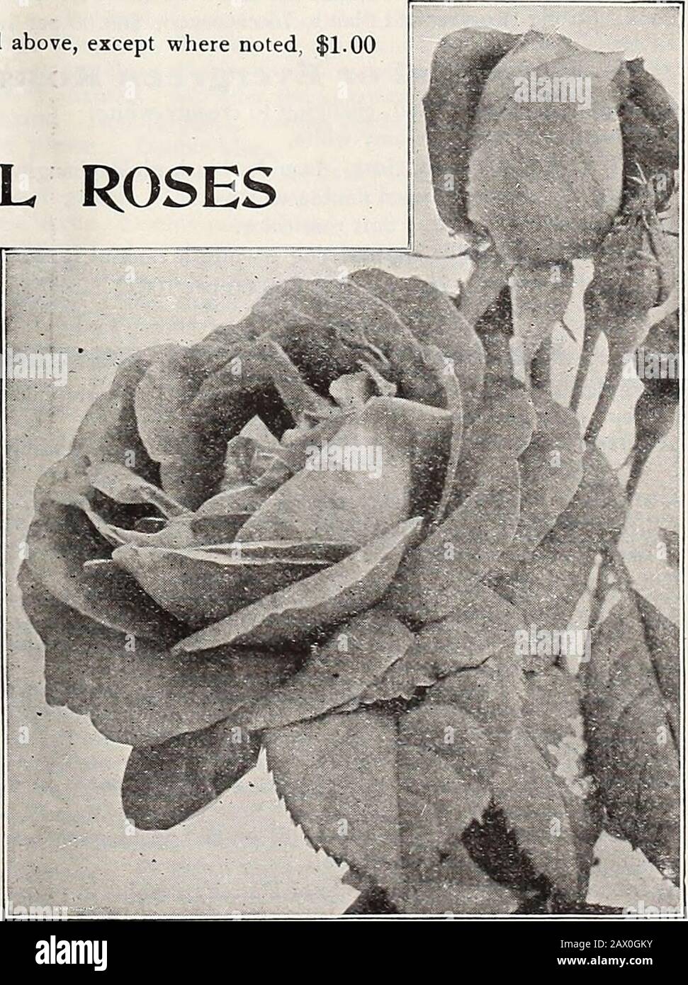 Catalogue d'automne de Dreer 1920 . r 100. 25 ou plus fournis au taux de 100. Sélectionnez HARDY HYBRIDE PERPÉTUELLE ROSES Baron de Bonstetten. Cramoisi noir velouté. Baronne Rothschild. Rose satiny pâle, très grande. Capitaine Hayward. Cramoisi doux parfumé, de forme per-fect. Clio. Chair de satiny, avec centre plus profond; grandes fleurs globuleuses. Frau Karl Druschki. C'est la rose blanche et dure idéale. Genres ! Jacquelinot. Cramoisi brillant ; un favori oldfavori. George Arends (Rose Frau Karl Druschki). Une belle variété rose. Hugh Dickson. Rouge cramoisi brillant, de forme finale. J. B. Clark. Banque D'Images