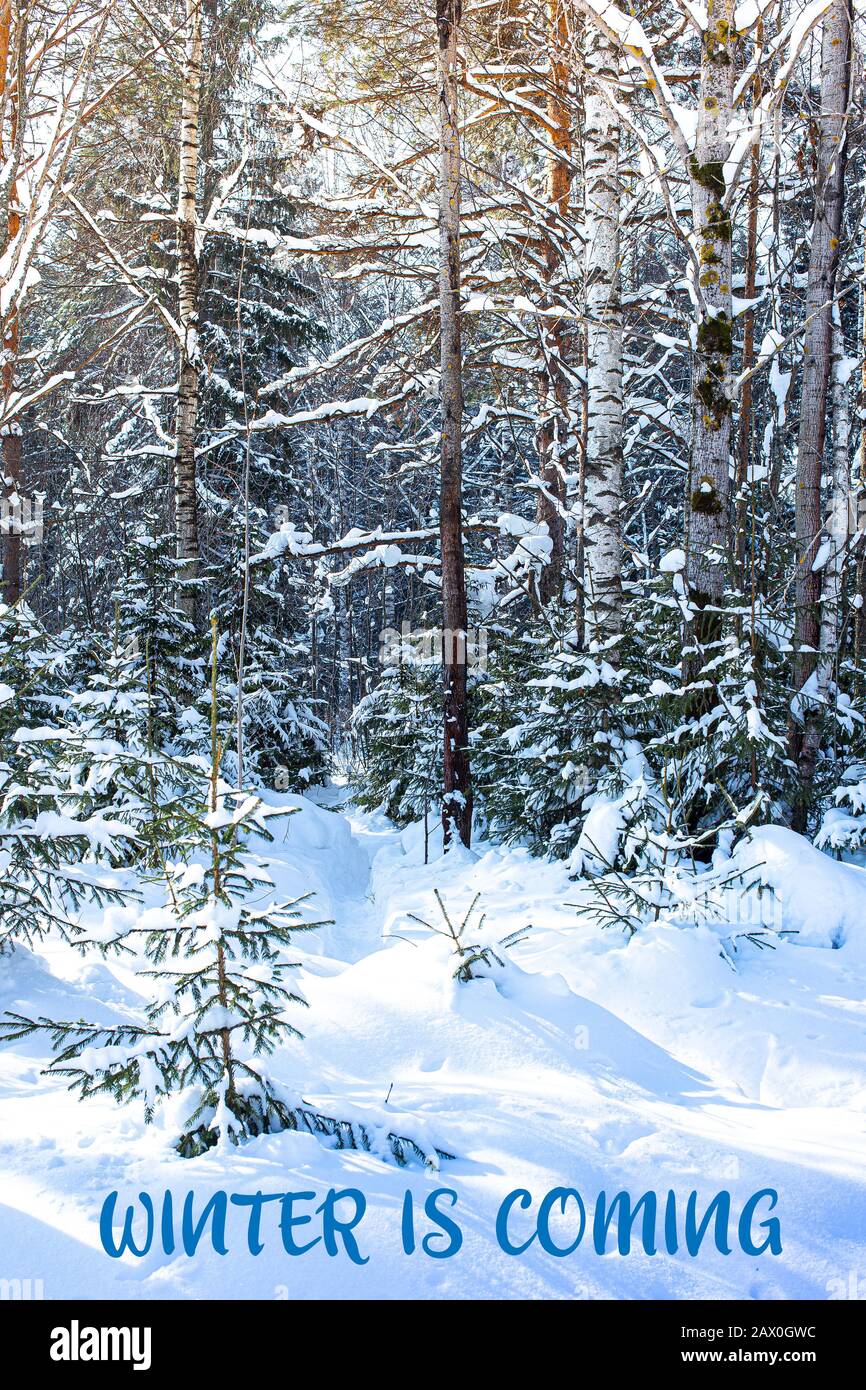 L'hiver VIENT l'inscription manuscrite. Paysage d'hiver arbre d'hiver gelé dans la forêt du lever du soleil avec lumière du lever du soleil se brisant à travers le soutien-gorge enneigé d'arbre Banque D'Images