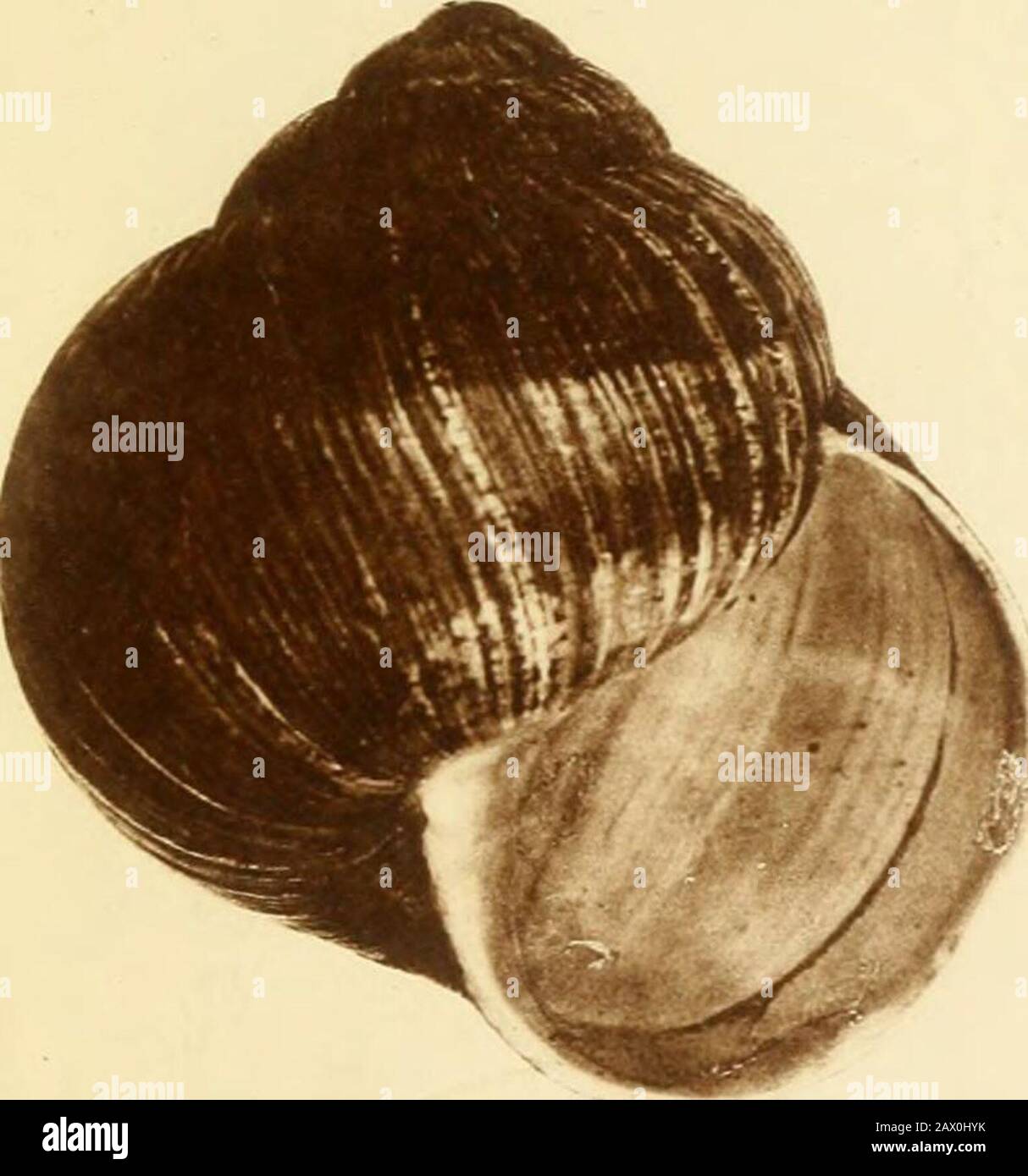 Les coquillages terrestres et d'eau douce des îles britanniques : avec des illustrations de toutes les espèces . L .Tnaj:giTiatTXS. A.SFoordltth. MinterxL Bros. Imp. Plaque VI % 9 MDm % % /itrina pellucida Zonites glahcr Zoniles iilidus ^^/ ^FTS^^ /oiilcs nilililus /.Miiiio L-xcavaali Zoiilcs ccliarius. M Zonradiles nous Zonites crysallinus Zonallius allius vallius Zonallius. « O • • « Helix laniellata H elix aculotn. Banque D'Images