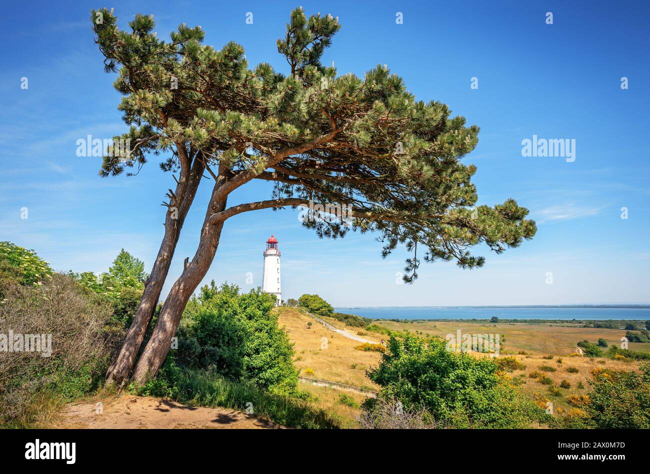 Vue classique du célèbre phare Dornbusch sur la magnifique île Hiddensee avec fleurs fleuries lors d'une journée ensoleillée avec le ciel bleu en été, Allemagne Banque D'Images