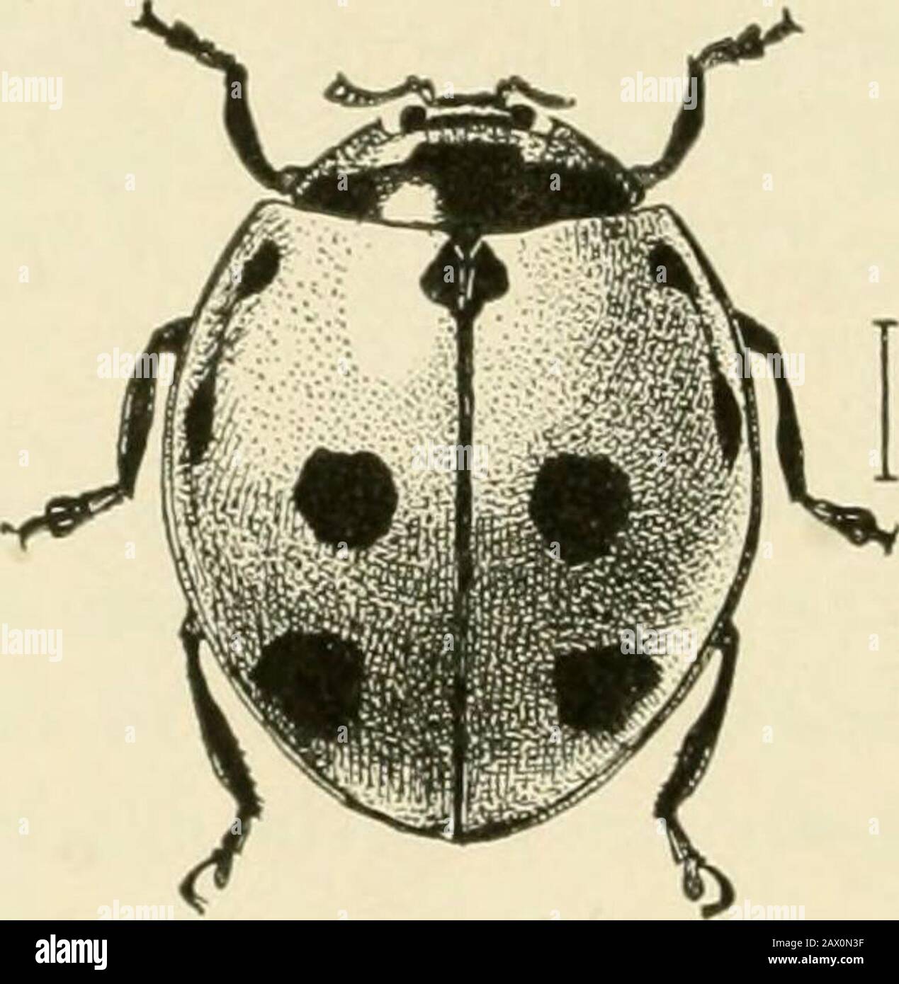 Insectes nuisibles de la ferme, du jardin et du verger . o Californie qu'ils pourraient proie sur le SanJose et d'autres écailles. L'une d'elles a été éminemment réussie et presque complètement détruit la cottonie coussin-échelle. Parmi ceux qui se nourrissent de poux de plantes, l'un des plus courants est le Ladybird À Neuf points {CoccineUa novemnotata). Ce 9 10 INSECTES NUISIBLES DE LA FERME, DU JARDIN ET DU VERGER coléoptère est environ un quart d'un pouce de long, avec la tête noire et le corps. Les caches d'aile sont des taches noires d'encre jaune-orange, quatre de chaque côté et une de la suture cielle. La larve a été fanée pour ressembler à une miniature Banque D'Images