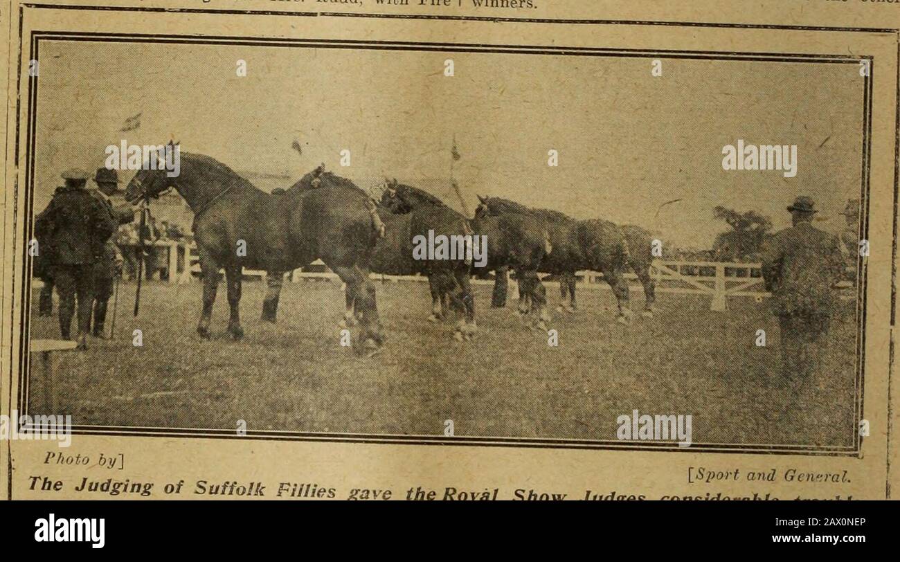 Agriculteur et éleveur . une petite entrée *entièrement t.om troupeaux possédés dans le Kent. Lord North- ra°RMR°K Flt W?:^.,?^^ ^ ^^^^-^^-^ RAM, M. Iz. FitzWalter Plumptre se réserve avec son premier prix. M. Egerton Hammonds est le deuxième de la classe. - Les Grands Noirs ont fait une bonne entrée. Le champion winnin-S^^r^ ^T^ honore M. hTodd. Le même éleveur a dirigé dans les bonnes classes f;paires de boars et de paires de gelts fafrowed fn 1920 deuxième distinctions tout au long de l'entrée a été à MM. lHarrison Ltd., et troisième à M. B H Bewlev race Dr M* RS*^ représentait l'entrée MiddleDreed. Dr M. J. Rowlandss Banque D'Images