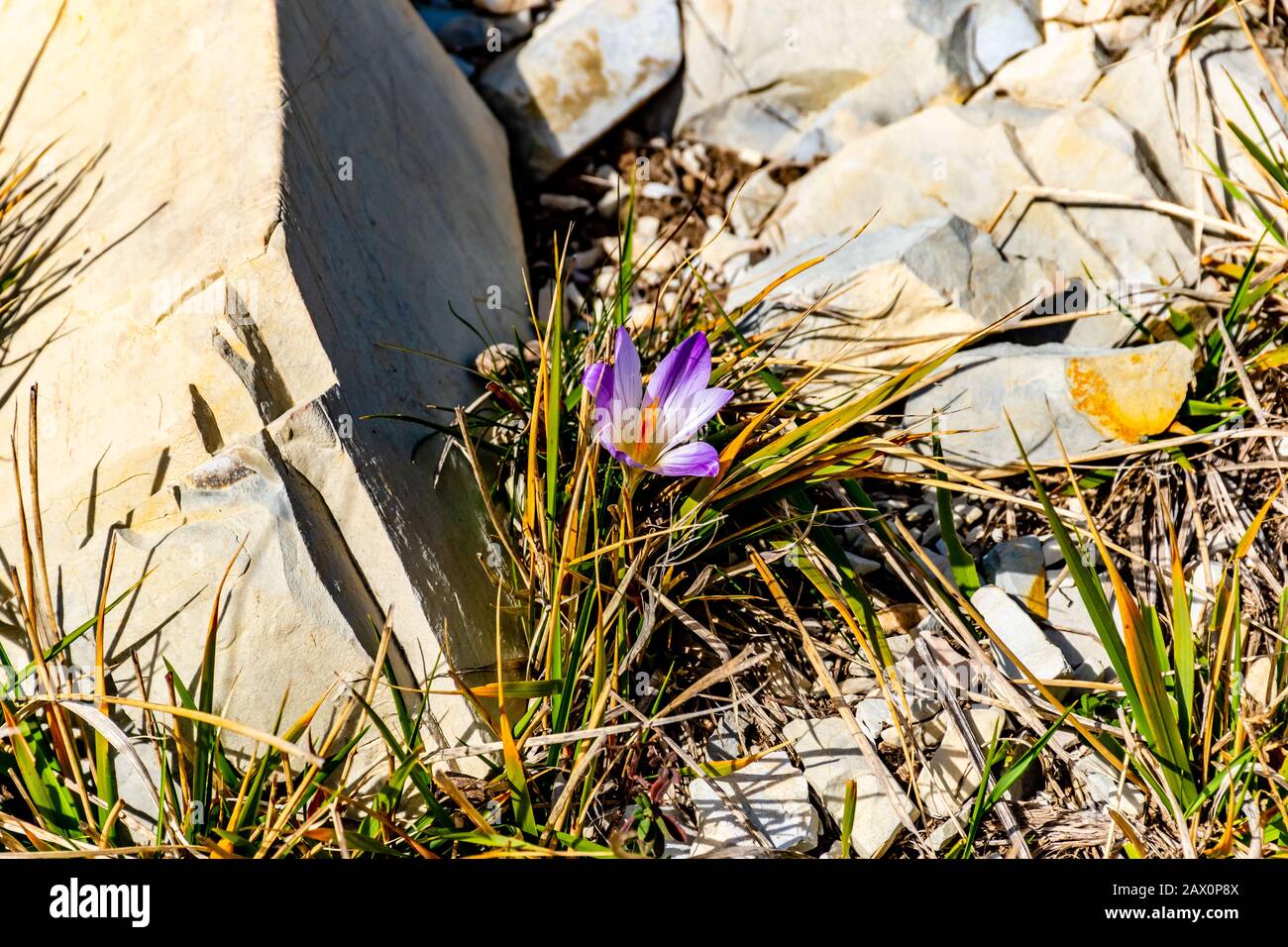 Gros plan d'une fleur de Crocus versicolor en fleurs dans les Alpes françaises (2 février 2020) Banque D'Images