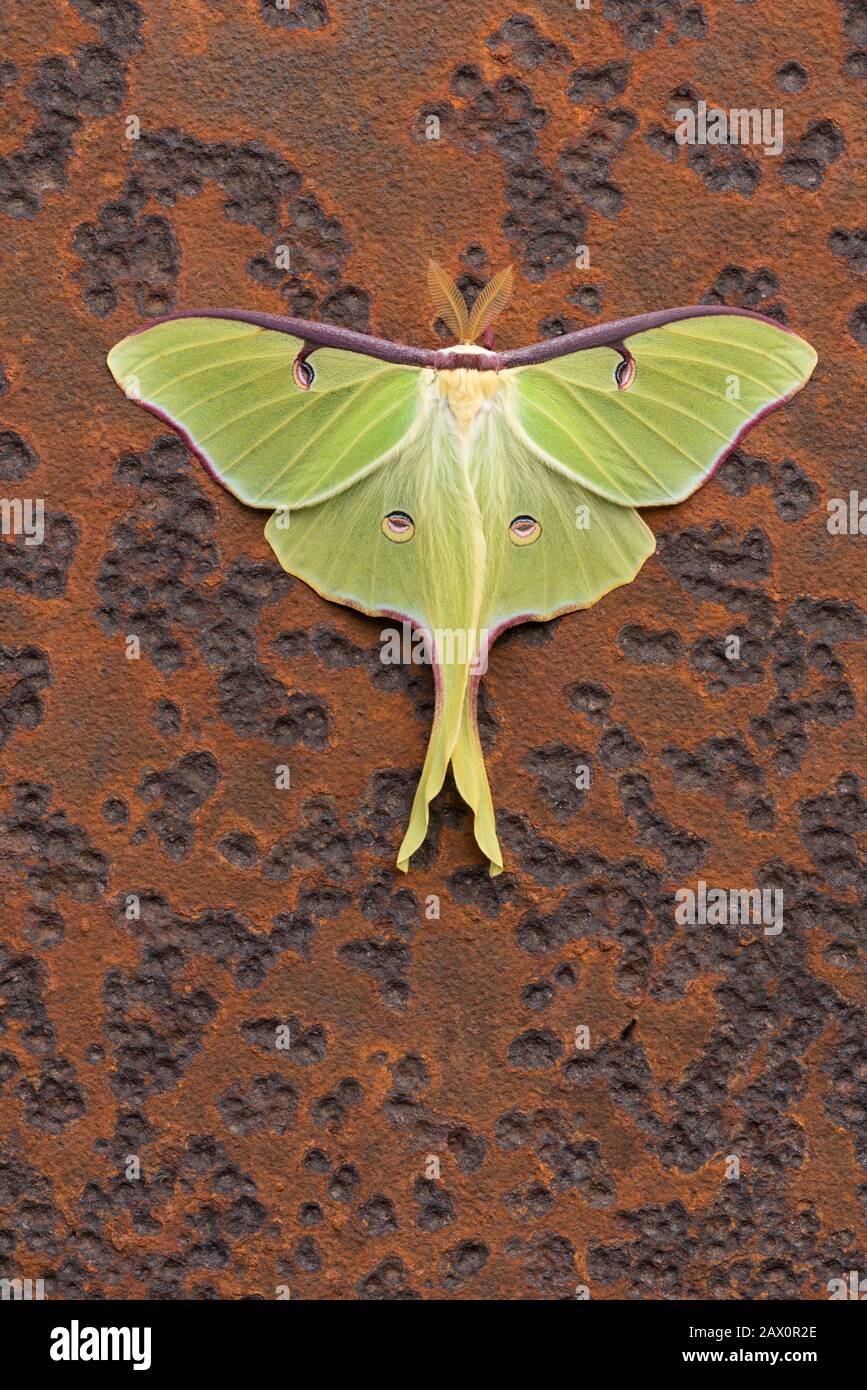 Luna Moth sur la vieille lame de scierie rouillée abandonnée en forêt. Comté De Dauphin, Pennsylvanie, Printemps. Banque D'Images