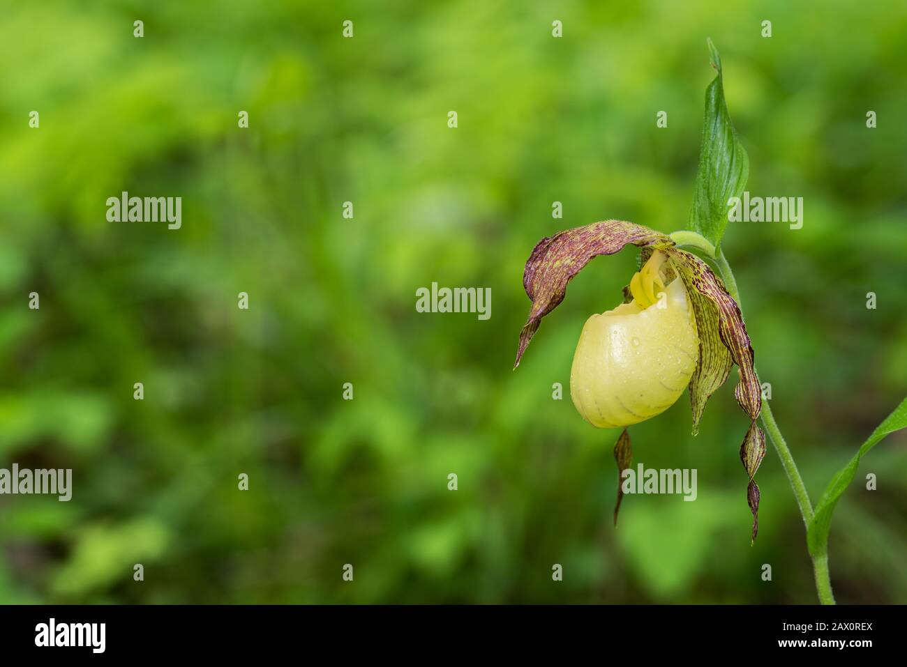 Pipette de la Dame du Kentucky (Cypredium kentuckiense) en pleine floraison. Cette espèce rare est en voie de disparition au Tennessee et est une espèce préoccupante au Kentucky. Banque D'Images