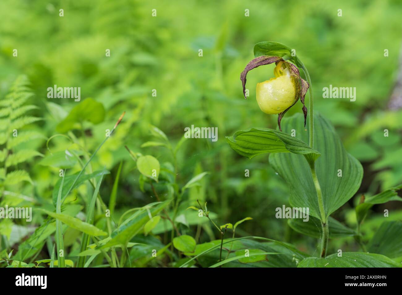 Pipette de la Dame du Kentucky (Cypredium kentuckiense) en pleine floraison. Cette espèce rare est en voie de disparition au Tennessee et est une espèce préoccupante au Kentucky. Banque D'Images