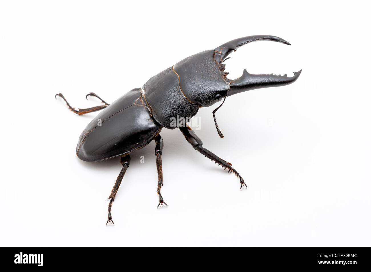 Le grand mâle Dorcus titanus scarabée sur fond blanc. Banque D'Images