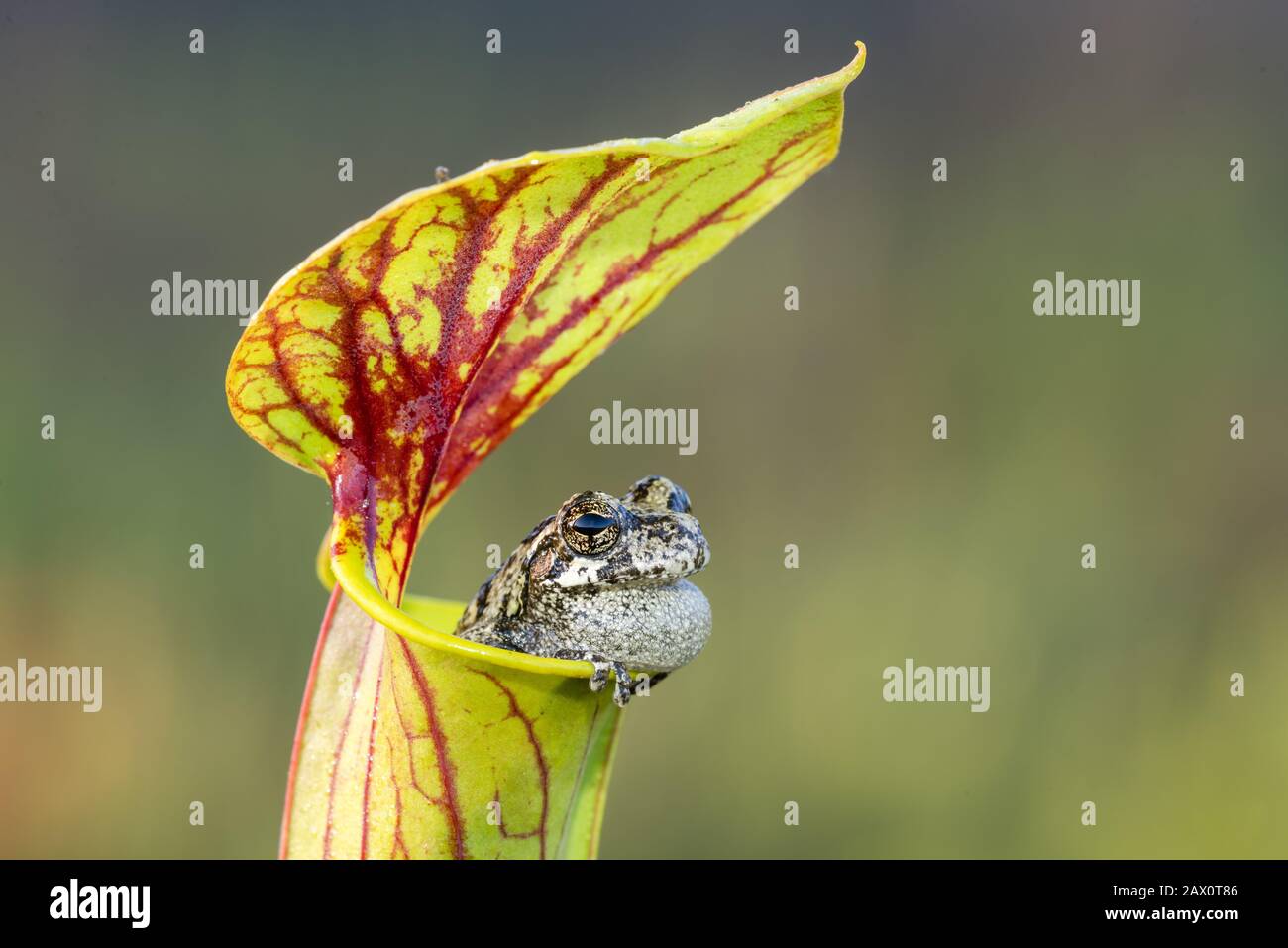 La Grenouille Grise Du Cope (Dryophytes Chrysoscelis) Se Abritait Dans La Plante De Pitcher De Trumpet Jaune (Sarracenia Flava) La Forêt Nationale D'Apalachicola, En Floride. Banque D'Images