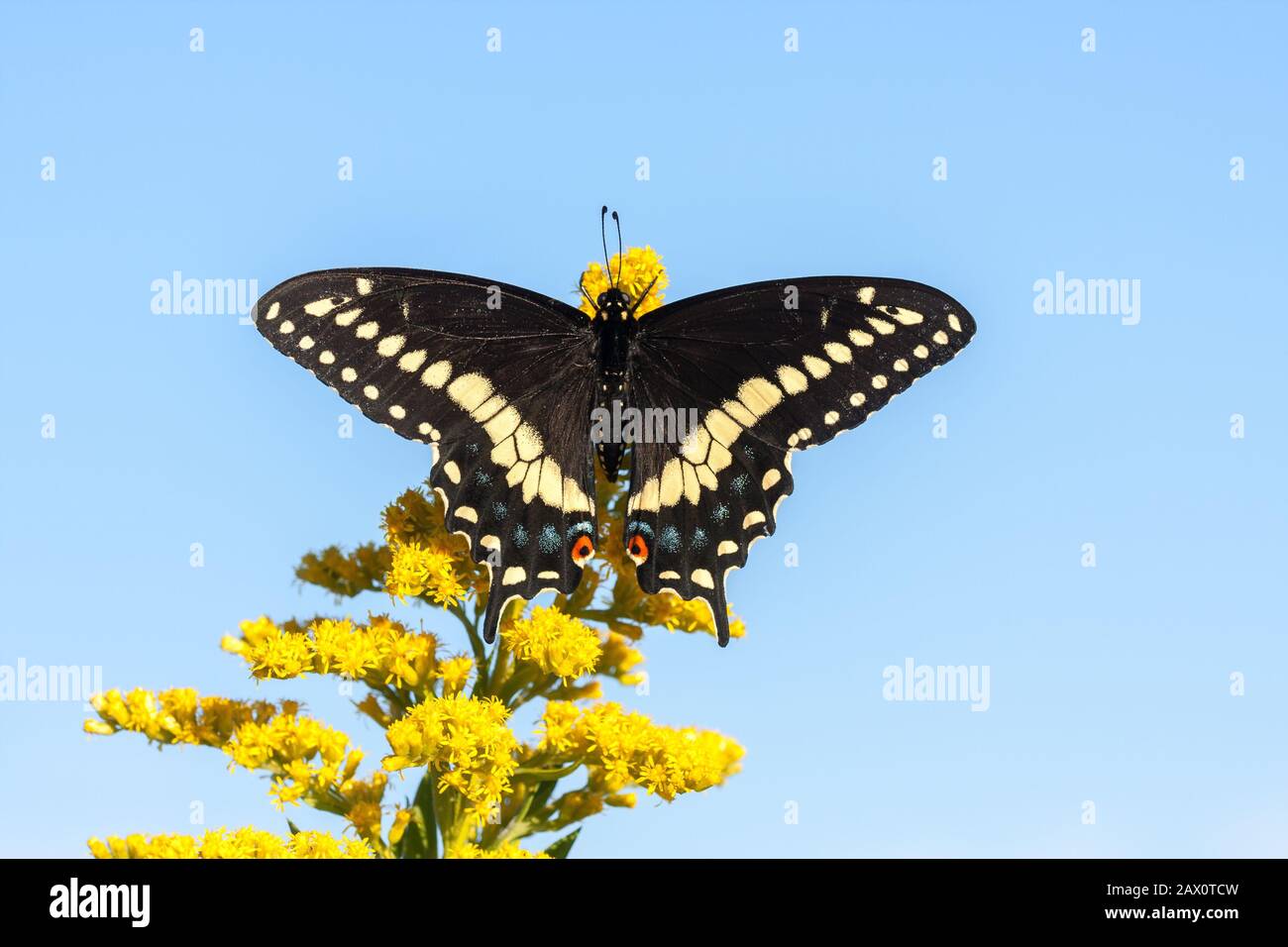 Papillon noir à queue d'allowtail sur la tige de Goldenrod en fleurs. Reed Run Nature Preserve, Comté De Lancaster, Pennsylvanie, Été. Banque D'Images