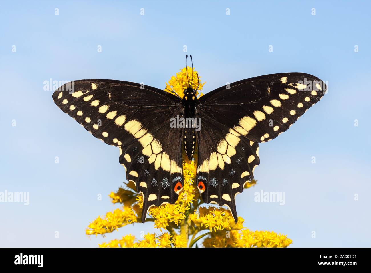 Papillon noir à queue d'allowtail sur la tige de Goldenrod en fleurs. Reed Run Nature Preserve, Comté De Lancaster, Pennsylvanie, Été. Banque D'Images