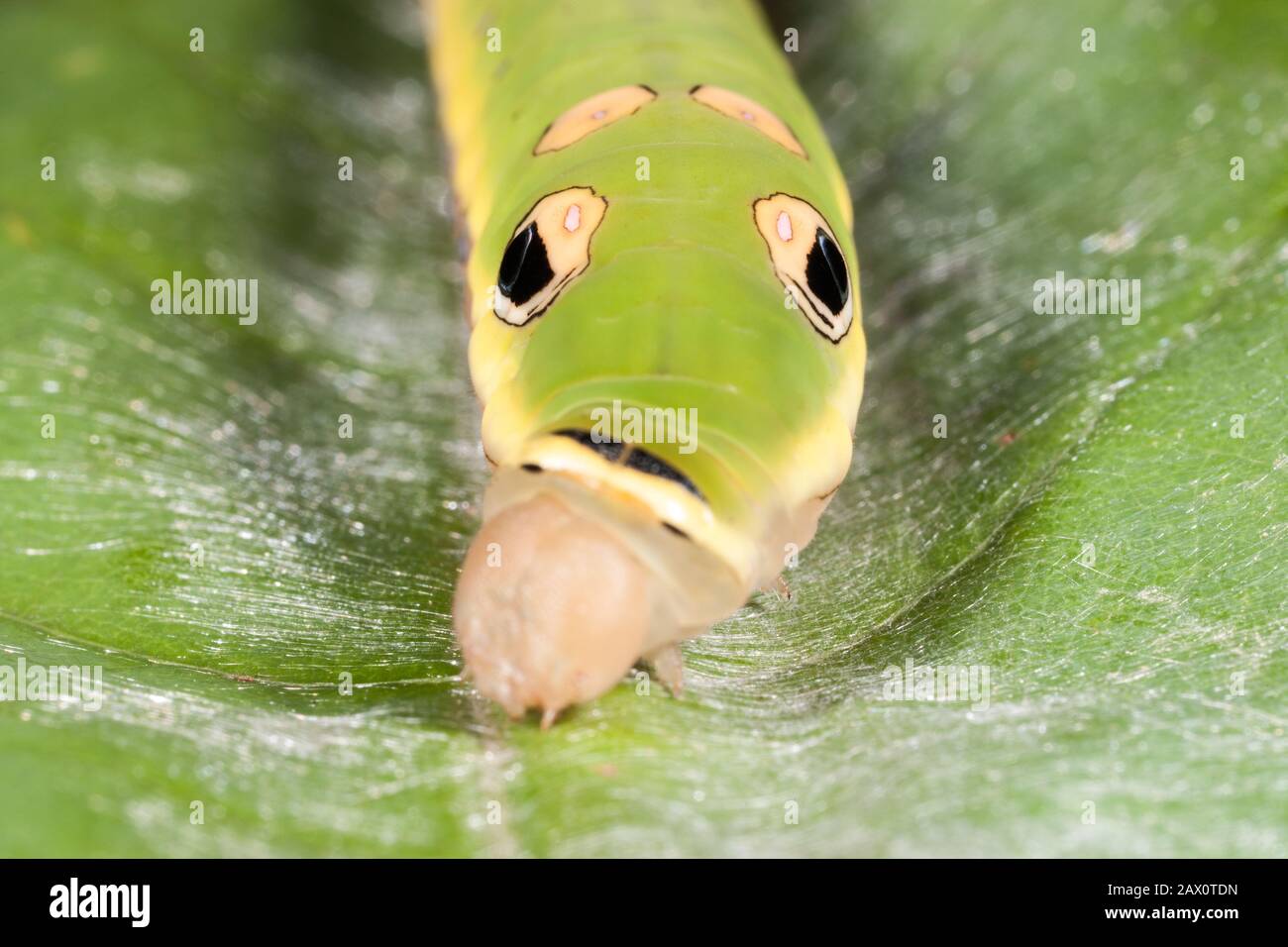 Spicebush Swallowtail Caterpillar (Papilio troilus) 5ème stade caterpillar sur la feuille de Spicebush. Banque D'Images