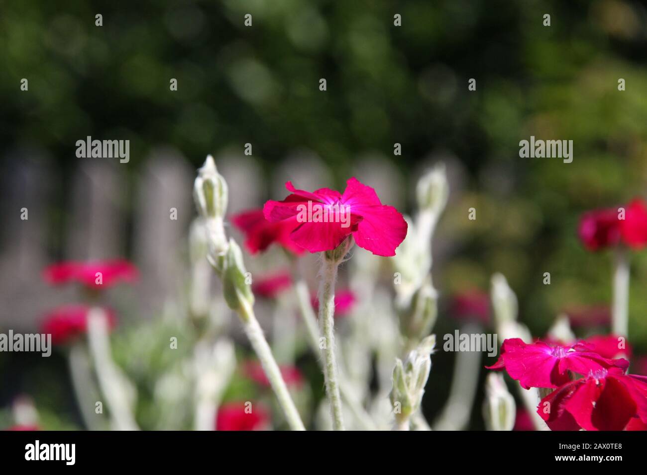 Fleurs roses de la florissante Rose Campion ou Lychnis Coronaria au printemps, gros plan, fleurs de la fleur de lampe, Dusty Miller, Bloody William, Banque D'Images