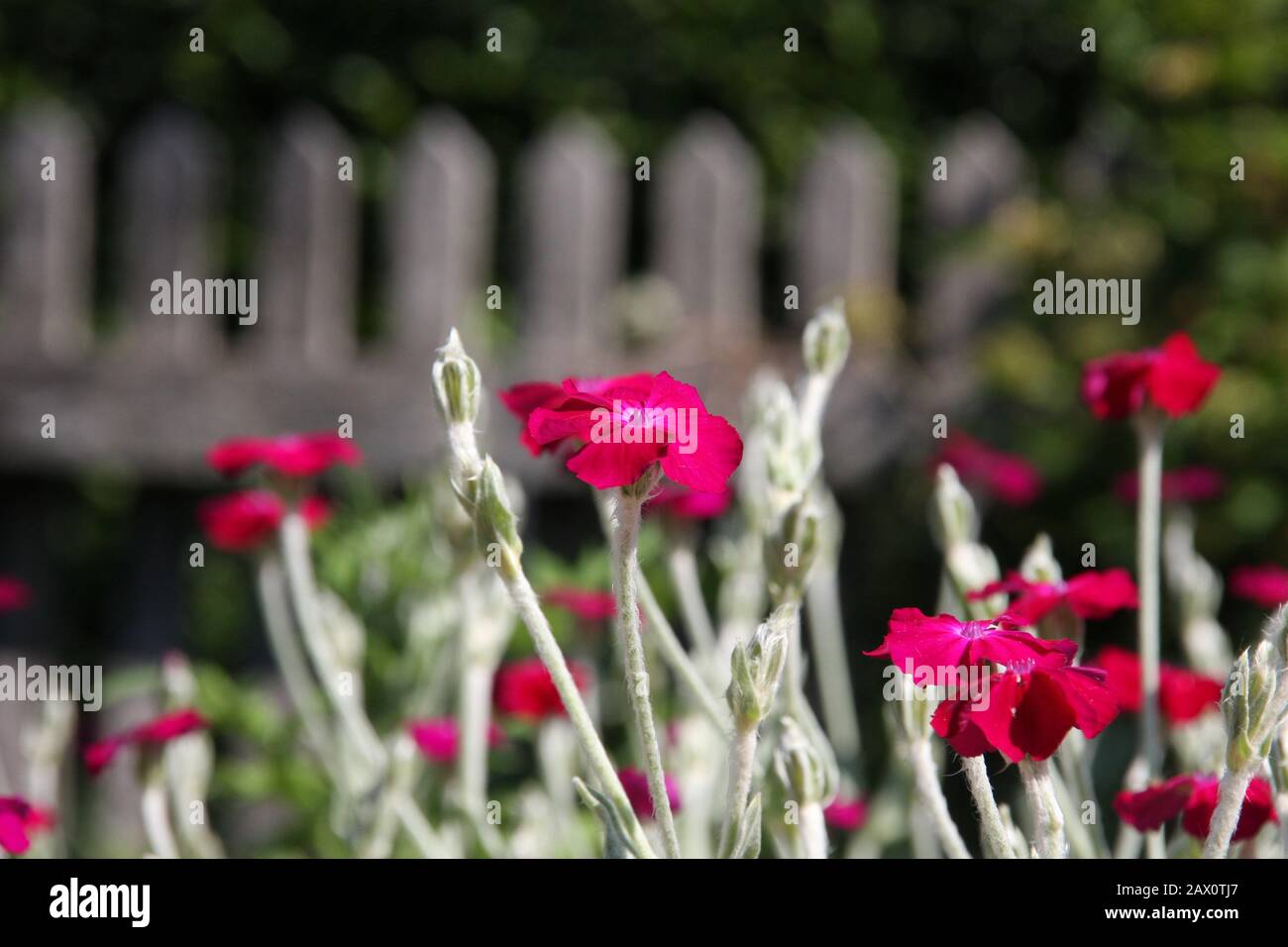 Fleurs roses de la florissante Rose Campion ou Lychnis Coronaria au printemps, gros plan, fleurs de la fleur de lampe, Dusty Miller, Bloody William, Banque D'Images