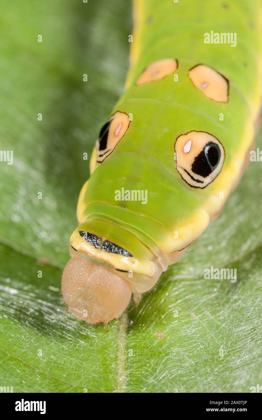 Spicebush Swallowtail Caterpillar (Papilio troilus) 5ème stade caterpillar sur la feuille de Spicebush. Banque D'Images