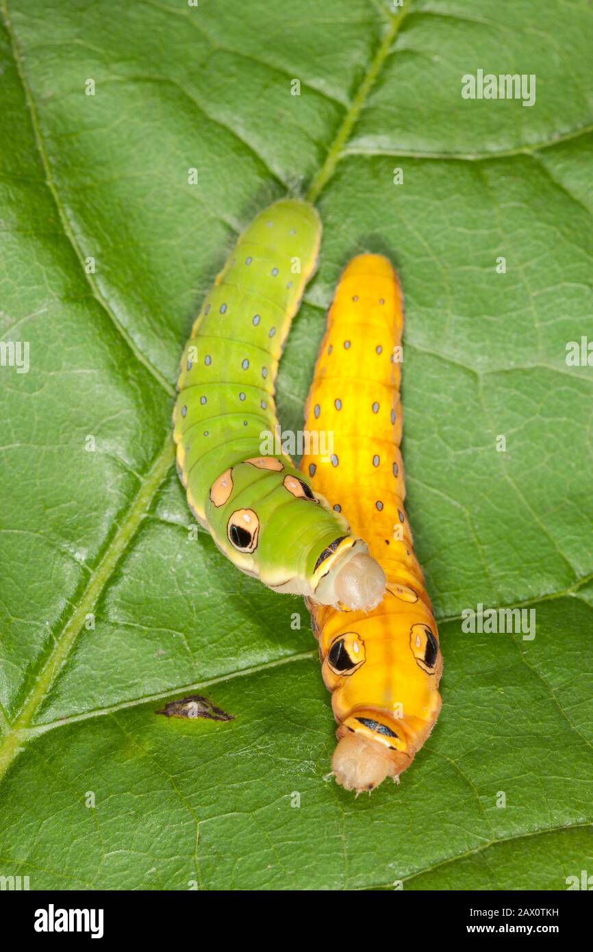 Spicebush Swallowtail Caterpillar (Papilio troilus) Avant de faire une chrysalide, la larve du 5ème stade devient jaune/orange. Banque D'Images
