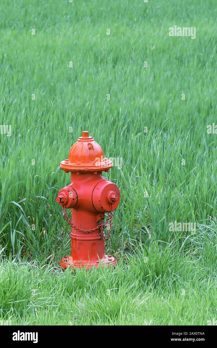 Feu rouge Hydrant le long du bord du champ d'herbe. Caroline du Sud, printemps. Banque D'Images