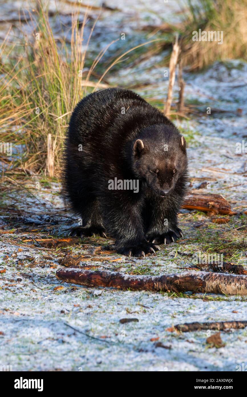 Wolverine (Gulo Gulo) Au Highland Wildlife Park, Kincraig, Kingussie, Écosse, Royaume-Uni Banque D'Images