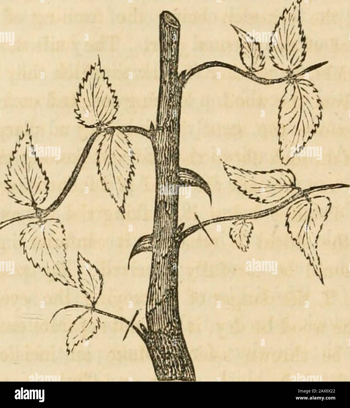 Le guide de l'amateur et le répertoire de fleurs-jardin; contenant tous les détails nécessaires pour la culture réussie de la fleur-jardin . fleurs luxuriantes ou crémeuses, et beautifullycupped. Malheureusement, le soin de cette plante anxieusement surveillée et nourrie s'est dévoré sur d'autres, qui, de l'humidité excessive, l'a fait périr. PROPAGATION PAR BOUTURES. Le bon moment pour prendre des boutures de la plante mère est quand la sève est en plein mouvement, afin que, en retournant par l'écorce, il peut former un callus, ou anneau dépassant de la substance granuleuse, soit-entre l'écorce et le bois, quelle est la suite des racines. Comme thi Banque D'Images