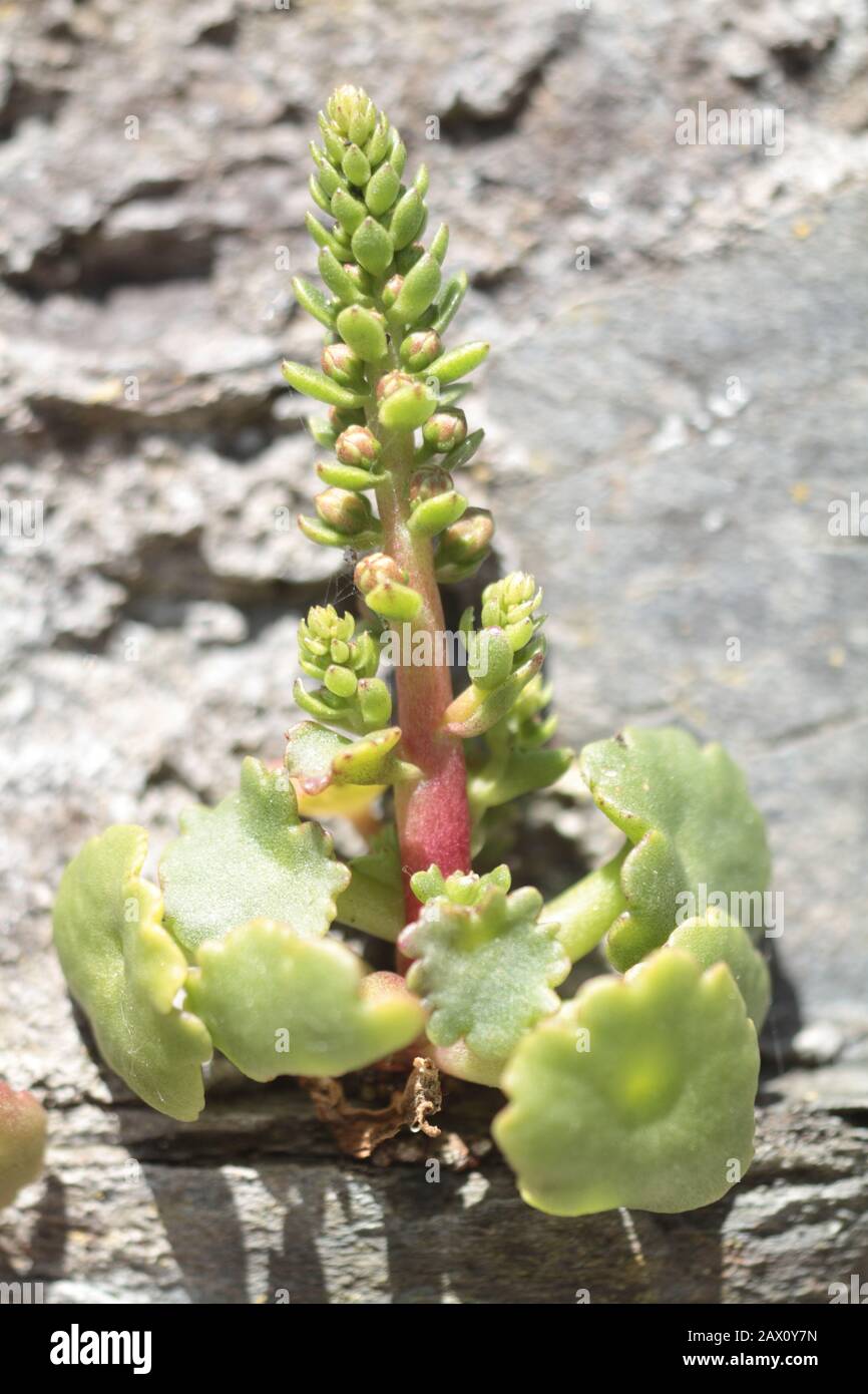 Le pennywort (Umbilicus rupestris) croît dans un mur Banque D'Images