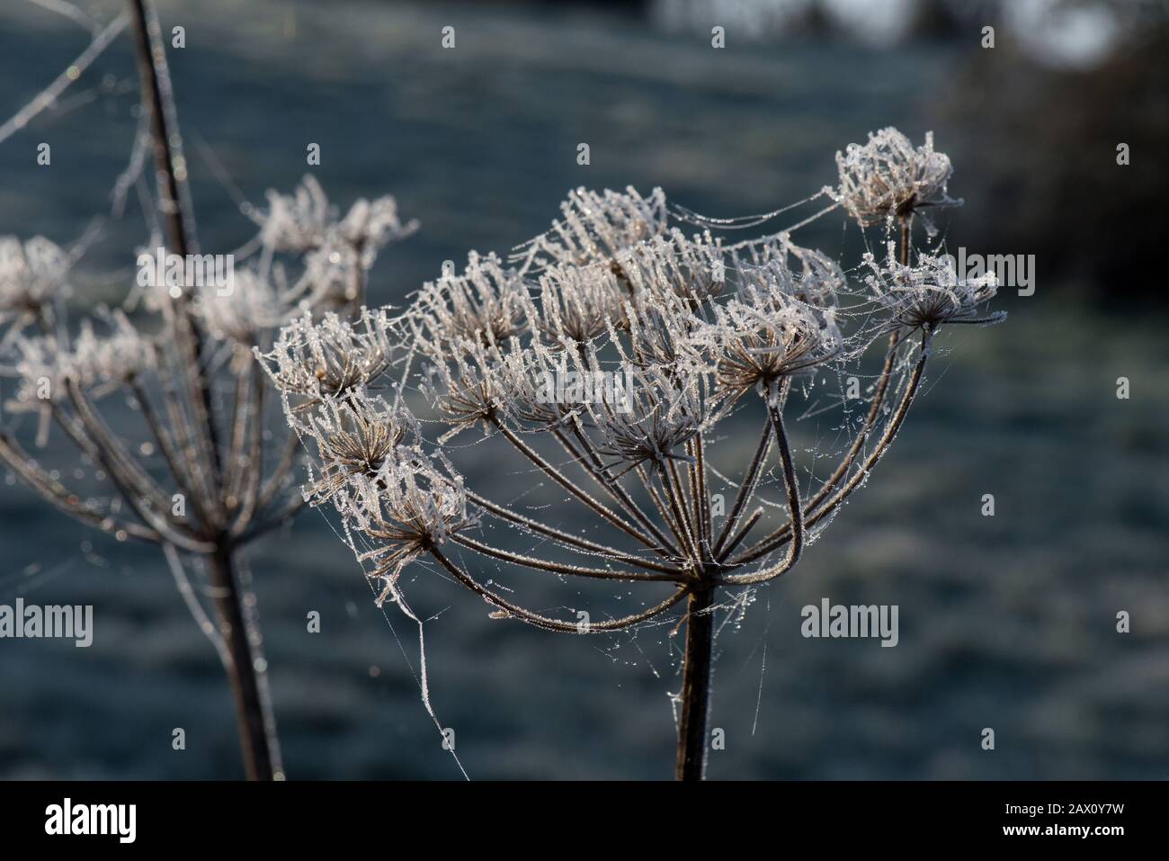 Les têtes de semis givées de persil de vache (Heracleum sphondylium) et de fils d'araignées d'argent de linyphid, dans un matin froid de février, Berkshire Banque D'Images