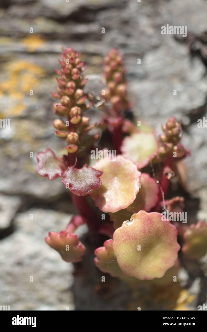 Le pennywort (Umbilicus rupestris) croît dans un mur Banque D'Images