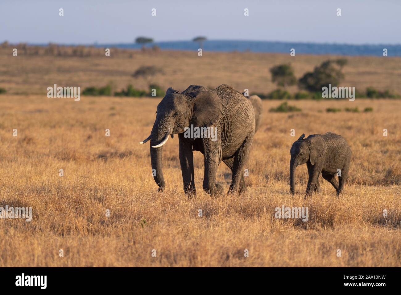 Mère éléphant et bébé vu à Masai Mara, Kenya, Afrique Banque D'Images