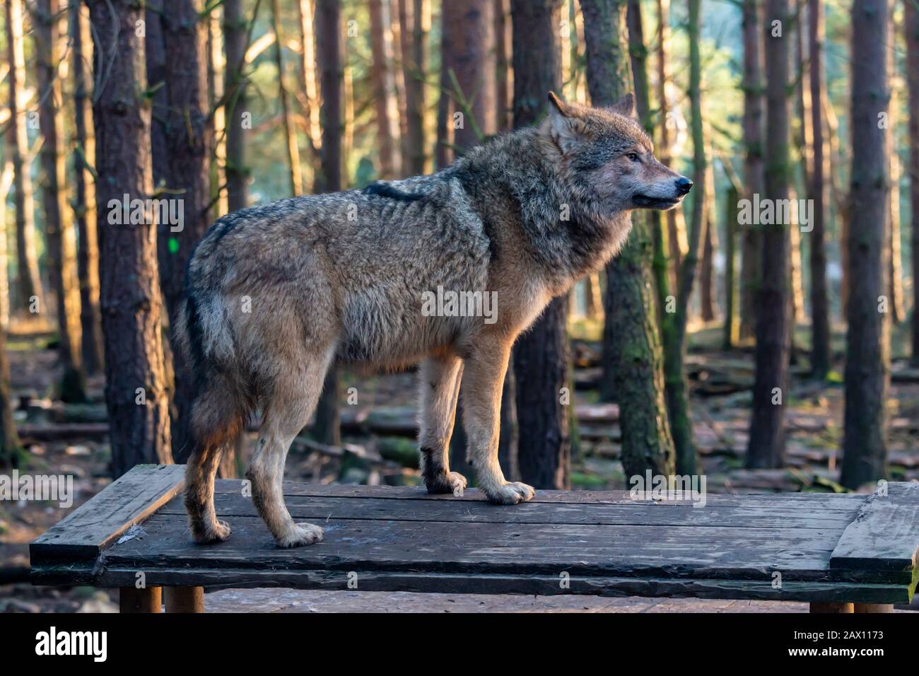 Loup gris européen (Canis lupus lupus) au Highland Wildlife Park, Kincraig, Kingussie, Écosse, Royaume-Uni Banque D'Images