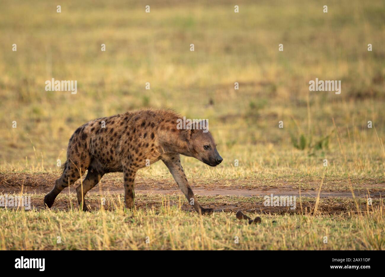Hyena à pois marchant sur un train forestier vu à Masai Mara, Kenya Banque D'Images