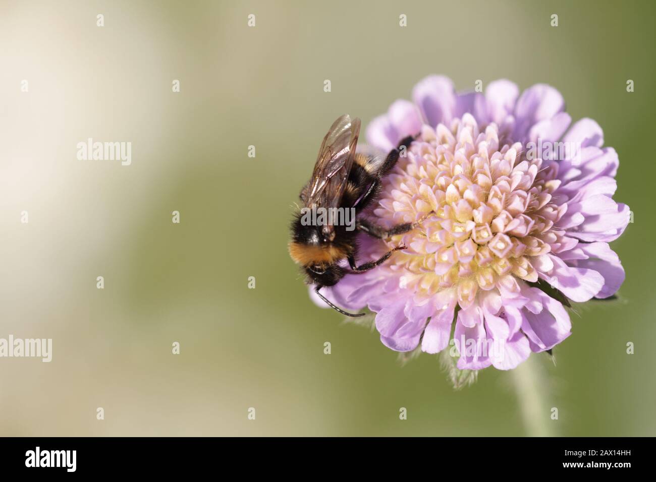 Bourdon sur Scabious Banque D'Images