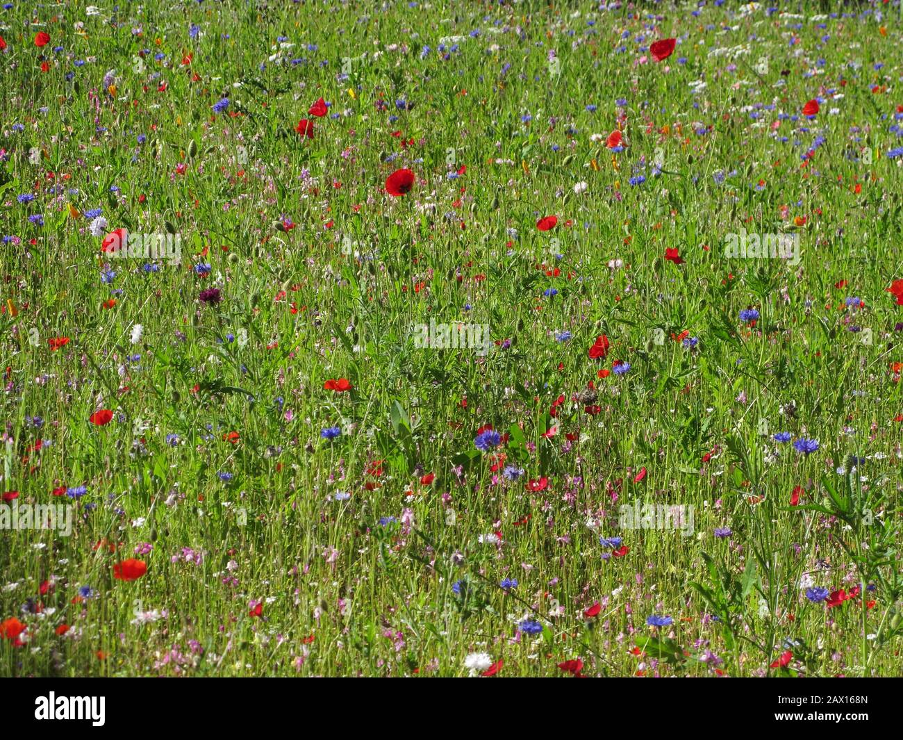 Wildflower Meadow Banque D'Images