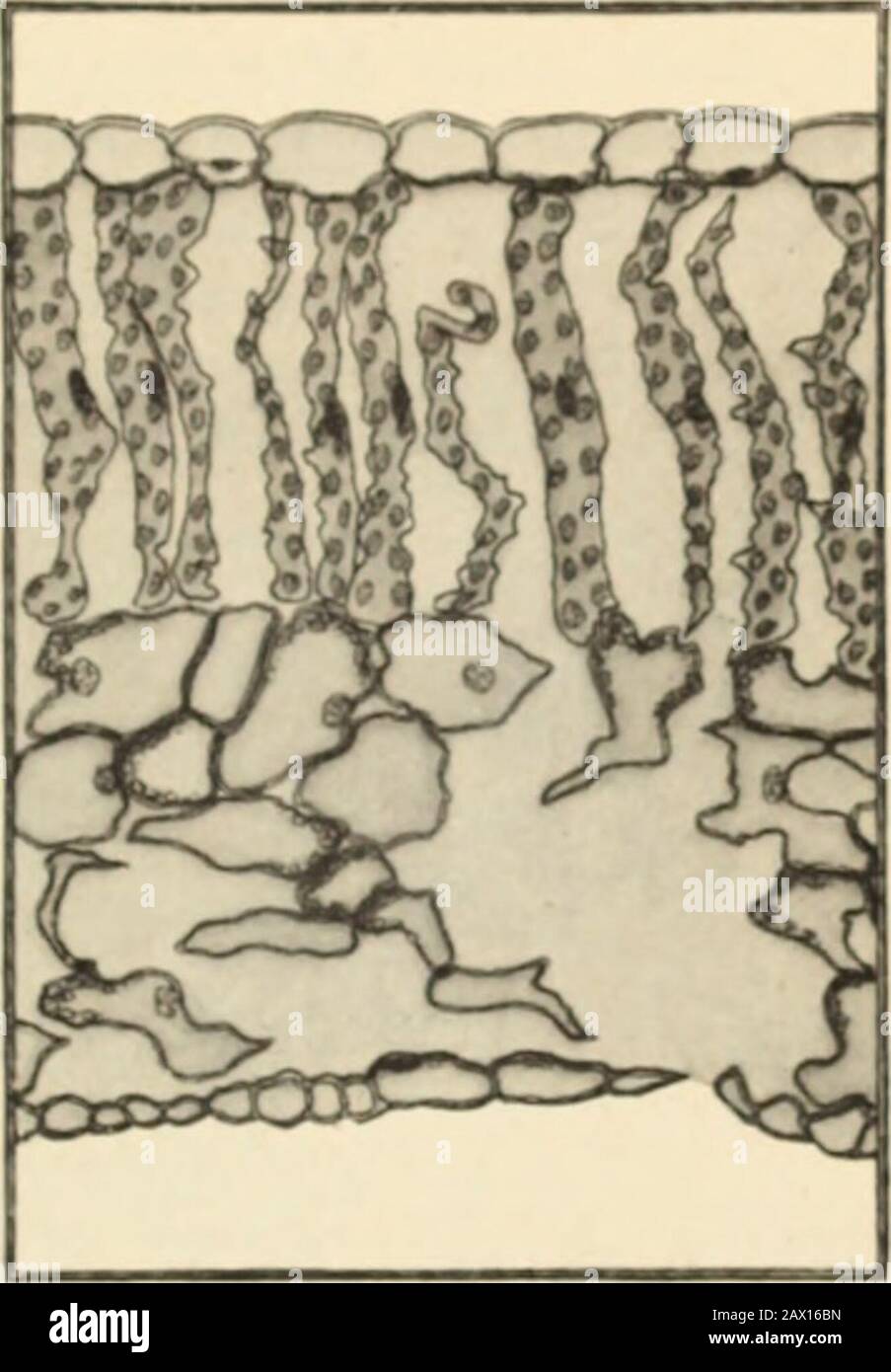 Araignée rouge sur coton (Tetranychus bimaculatus Harvey) . i. Section transversale de la feuille de coton normale; . section transversale ol coton leal Injuredtii.- araignée rouge. La perforation Se trouve près du coin inférieur droit. Hautement magnifiedi tatbora Illustration I déformée, et goutte. La figure 5 montre une comparaison non infestée de la plante de coton avec la figure 7. Infestée. Les plus bas ont - habituellement sont firstattocrack, mais l'infestation se répand jusqu'à souvent seulement la baretige et une ou deux feuilles de terminal restent, je Sir fig. S. i Suchplants meurent presque invariablement. La blessure à la feuille et la coloration qui suit le Banque D'Images