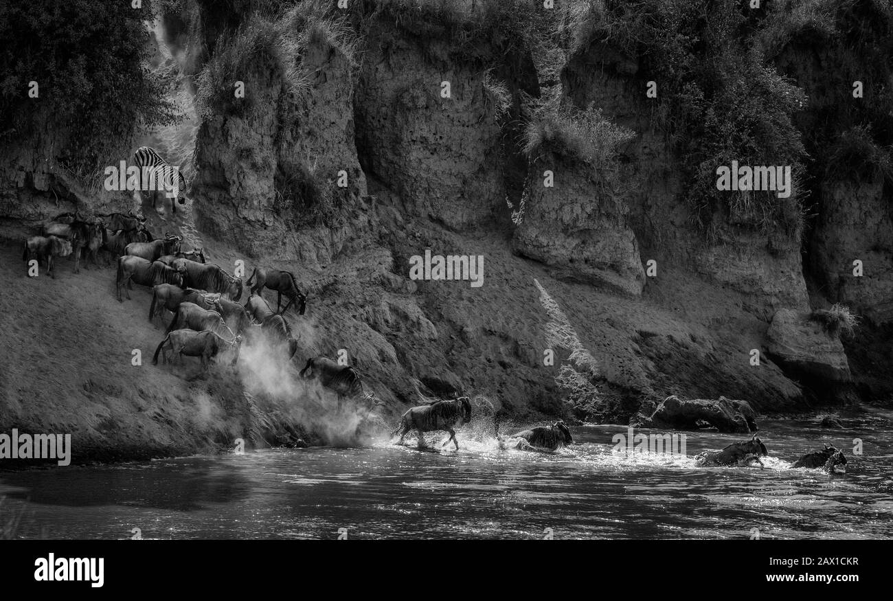 Image monochrome de Wildebeest traversant la rivière Mara, vue à Masai Mara, Kenya, Afrique Banque D'Images