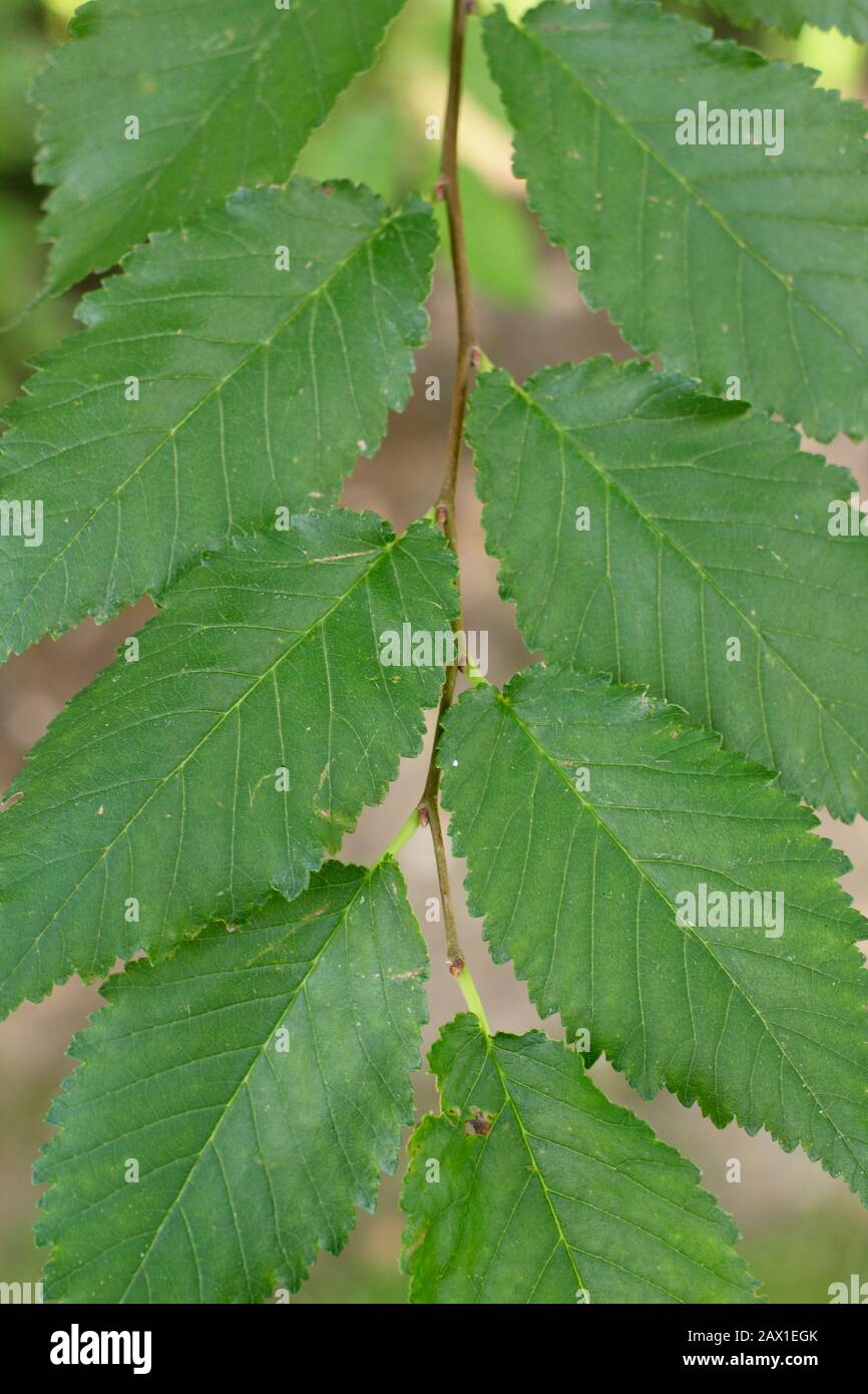 Ulmus procera. Feuilles de l'arbre elm anglais affichant une base asymétrique caractéristique. Automne. ROYAUME-UNI Banque D'Images