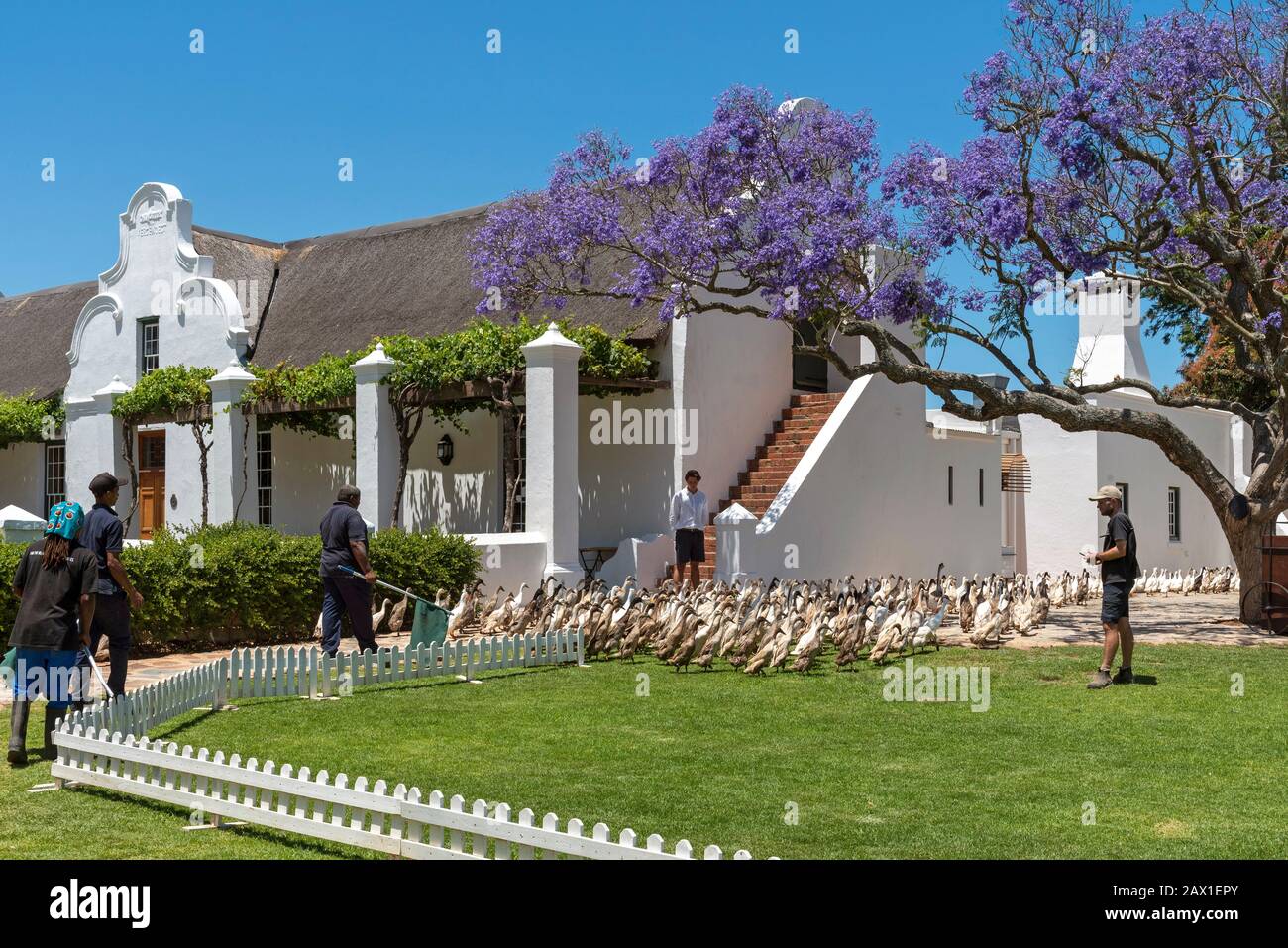 Faure, Stellenbash, Afrique Du Sud. 2019. Un troupeau de canards des canaux indiens passe devant la propriété à la propriété viticole de Vergenoegt à Faure, en Afrique du Sud Banque D'Images