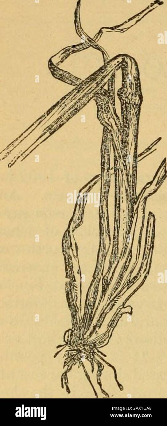 Rapport de l'Entomologiste et du botaniste. Anitoba. LA MOUCHE DE HESSE (Cecidoniyia destructor, Disons). La désapaisement remarquable et presque entière de la mouche de Hesse des blés de l'Ontario en 1902 après le dommage excessif en 1901 fait l'objet d'un commentaire constant et reconnaissant de la part des correspondants. Toutefois, il y a eu une légère blessure à l'Île-du-Prince-Édouard. Quelques pailles contenant de la puparie ont été envoyées par M. E. Wyatt, ofPleasant Grove, Î.-P.-É., mais la perte dans le domaine d'où elles ont été prises est irperceptible, et aucun autre correspondant n'en fait mention. En voyage à travers Banque D'Images