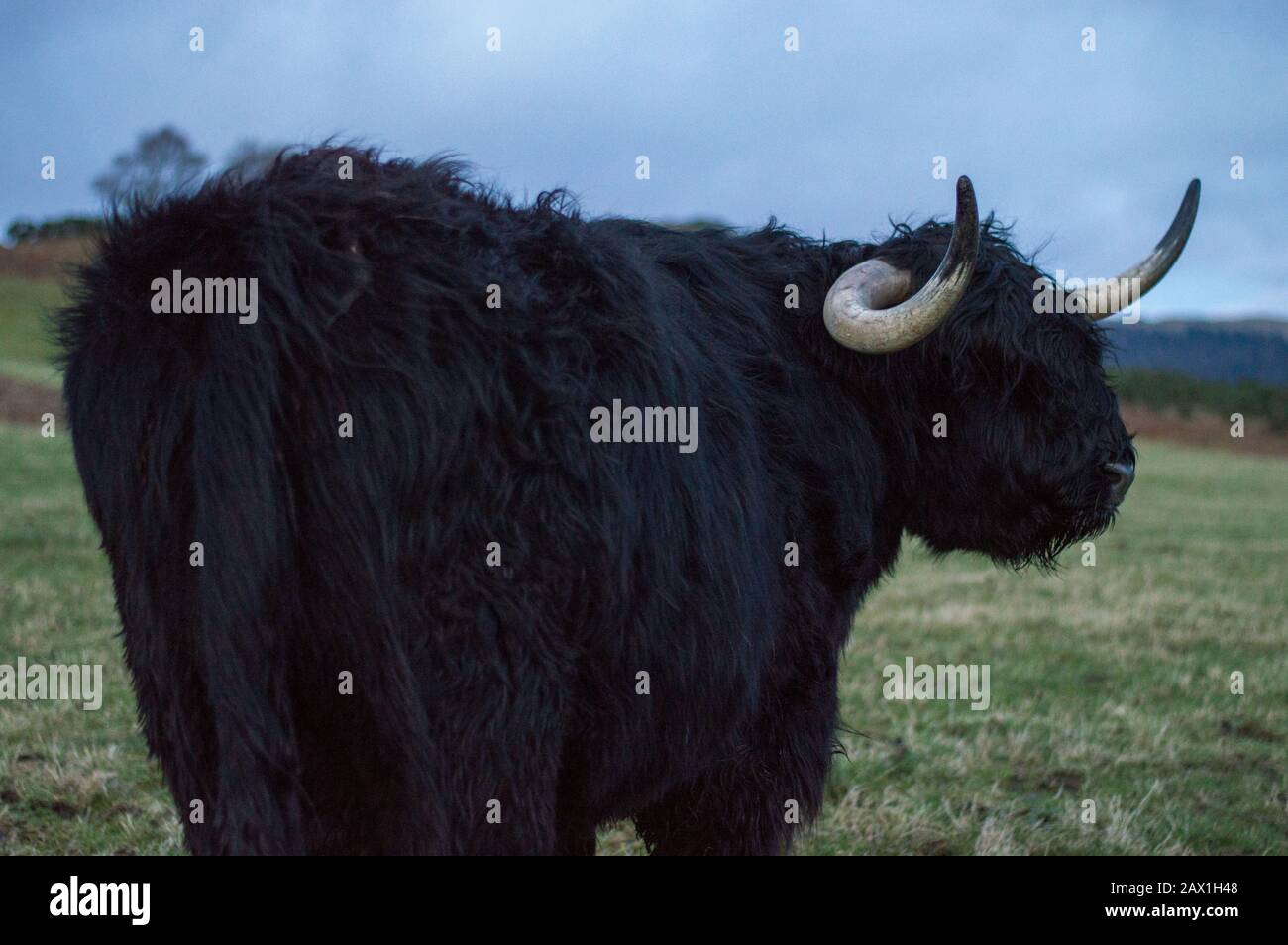 Glasgow, Royaume-Uni. 9 Février 2020. Hamish The Highland Cow. Crédit : Colin Fisher/Alay Live News. Banque D'Images