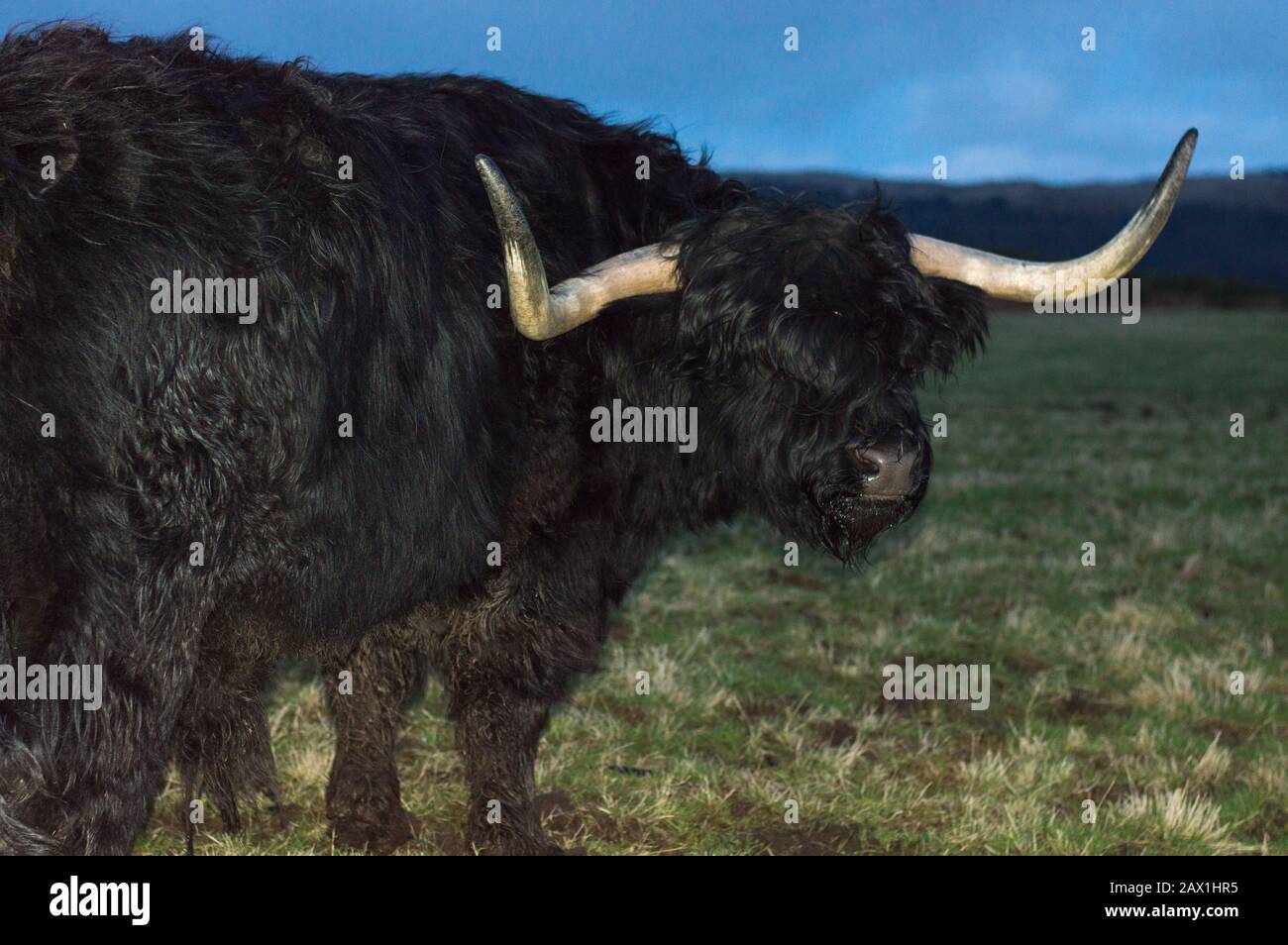 Glasgow, Royaume-Uni. 9 Février 2020. Hamish The Highland Cow. Crédit : Colin Fisher/Alay Live News. Banque D'Images