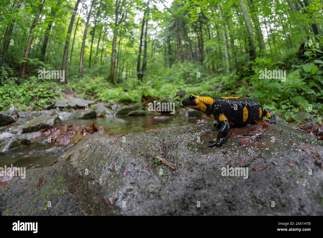 La salamandre terrestre Salamandra salamandra en République Tchèque Banque D'Images