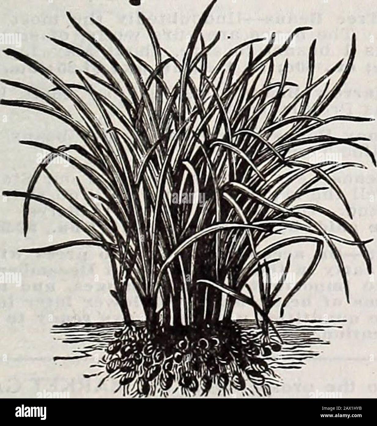 Catalogue descriptif annuel de Schwon : semences, arbres et plantes de haute classe . à l'automne, dans les exercices ou la diffusion; si sow à large distribution 3 à 3% livres par acre, ou dans 1% à 2 lbs.perceuses par acre. Par centre commercial, 70°c, 91,80 livres; en express, 92,50 livres. Mammoth Spring Rye : Une Récolte De capture Inestimable. Canbe semé plus tard que les autres grains de printemps. Ne cultive pas autant de paille que de seigle d'hiver, mais habituellement de rendement aussi bien, et le grain est de qualité plus fine. Prix: %pk., 30 c; pk., 50 c; bu., 56 livres, 1,65 $; 2 à 10 autobus. À 91,50. Velvet Bean—Doliehos Multifiorus. Ce nouveau haricot devient très populaire Banque D'Images