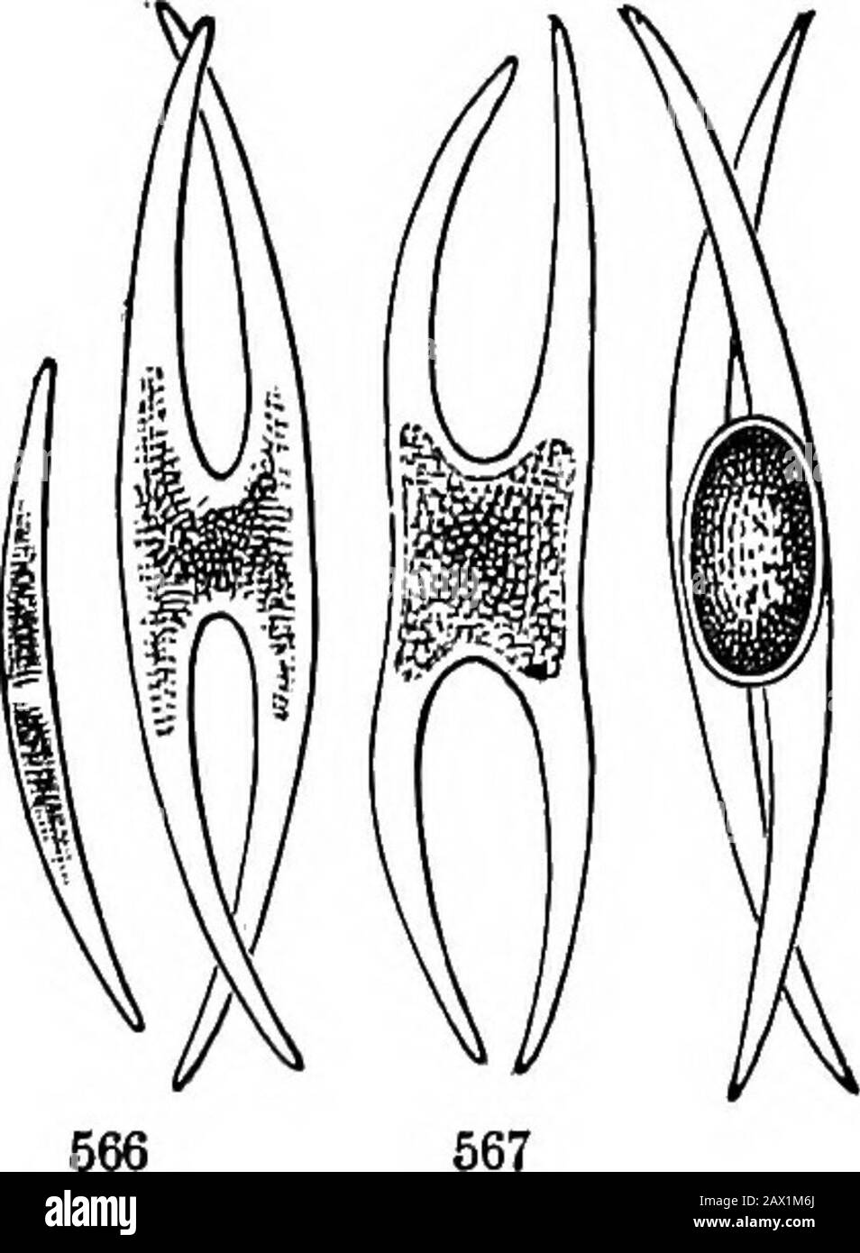 Les éléments de la botanique pour les débutants et pour les écoles . une cellule de chaque renflement ou de se développer, et s'unir quand ils se rencontrent; les cloisons de mur-de-thell entre eux sont absorbées afin d'ouvrir une communication libre ; la bande spirale de matière verte dans les deux cellules se brise; l'ensemble de celui d'une cellule passe dans l'autre; et de la united contentsa grande spore verte est formée. Bientôt les anciennes cellules se décomposent, et la spore Fig. 564. L'extrémité croissante d'une Conferva branding (Cladophora glomérata),beaucoup agrandie; montrant comment, par une sorte de croissance bourgeonnante, une nouvelle cellule est oubliée par une partition croisée séparat Banque D'Images